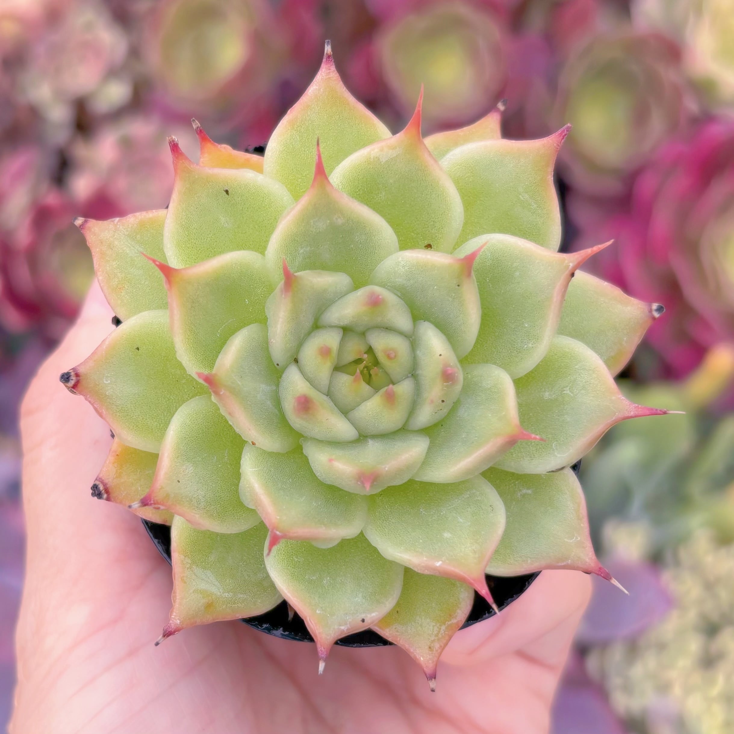 現品　トスカネリ#F204　るる農園