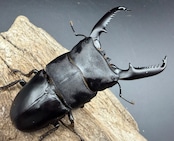 【WD】《パラワンオオヒラタ マンタリンガハン産 93.5mm ペア》