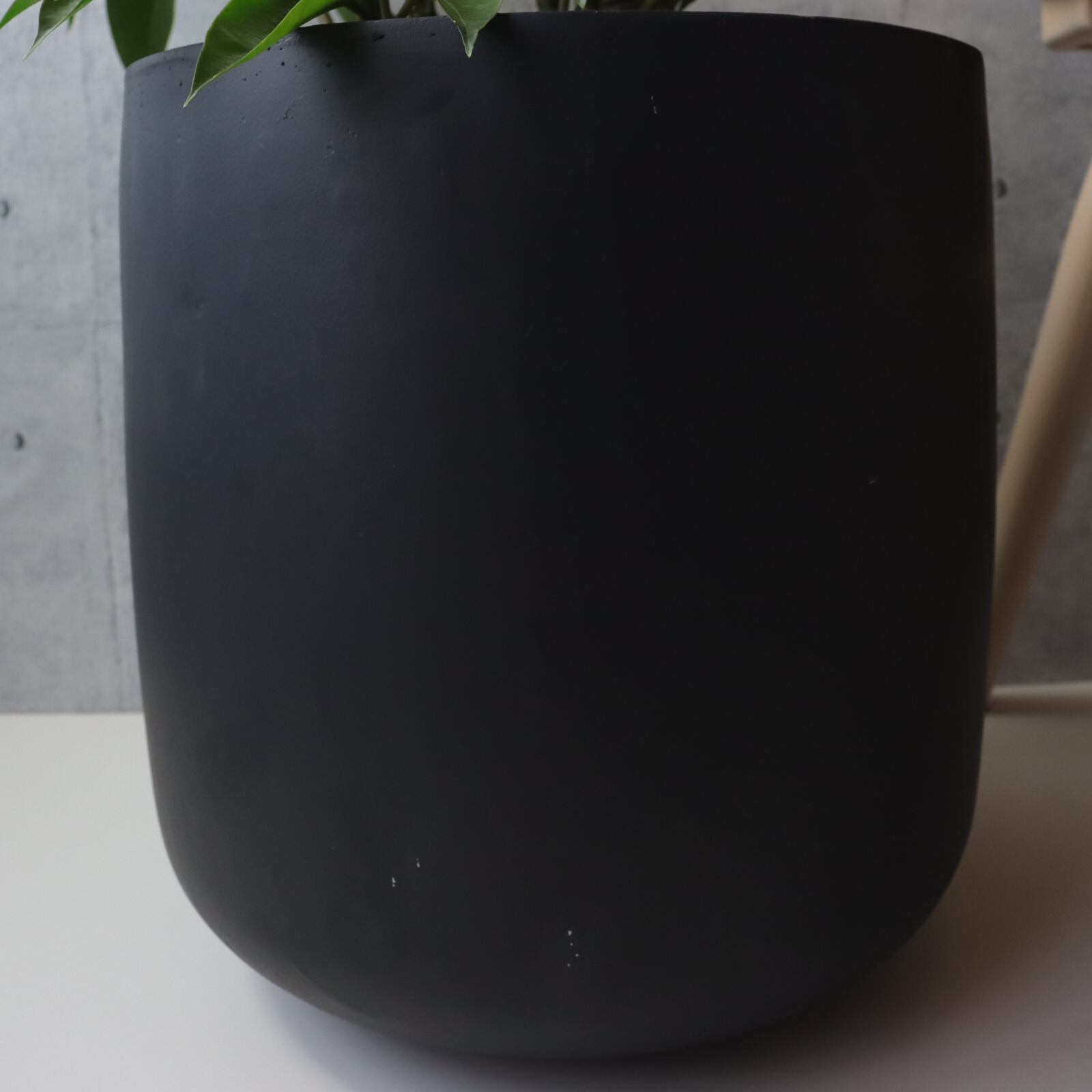 インパクト◎130cm】エバーフレッシュ 8号 観葉植物 室内 大型 インパクト◎130cm】エバーフレッシュ 8号 観葉植物 室内 大型
