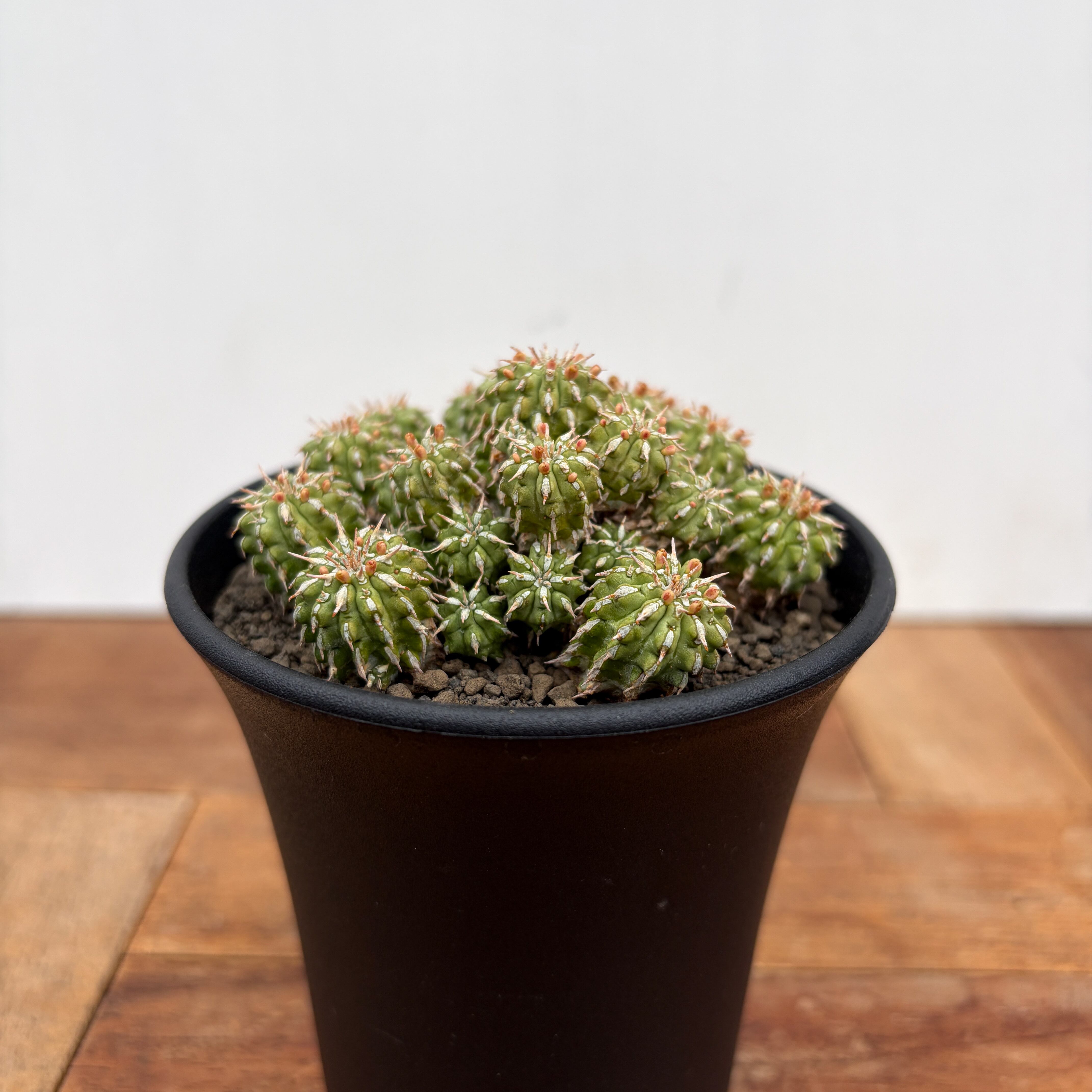 Euphorbia brevirama【ユーフォルビア・ブレビラマ】 | RIMO'S GREEN