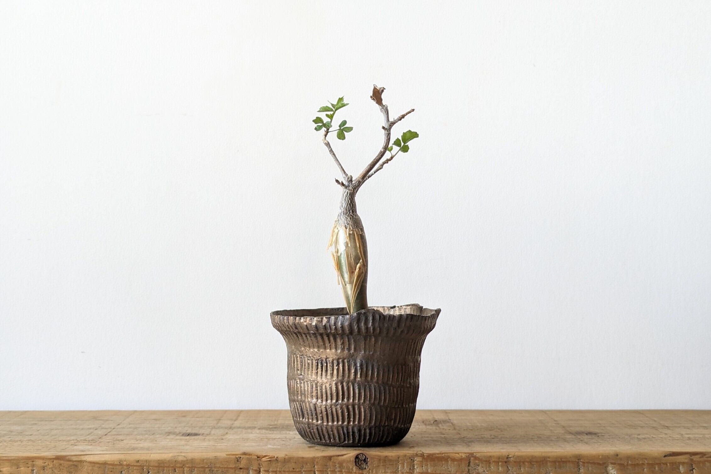 Ramat Planter #318× ゲオヒントニア メキシカーナ