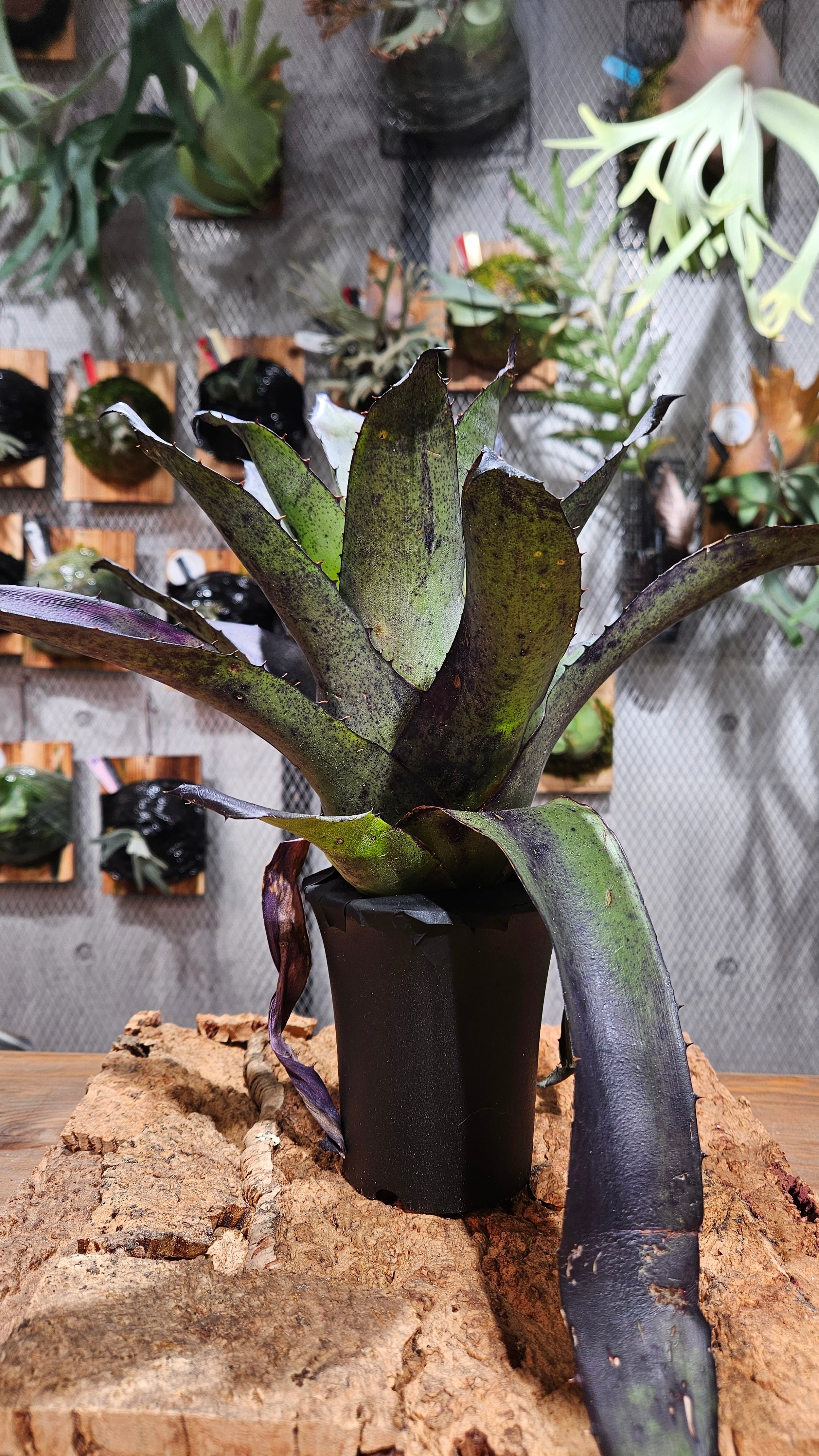 Hohenbergia Sandra's Mountains【artPLANTs/PLANTS GARAGE