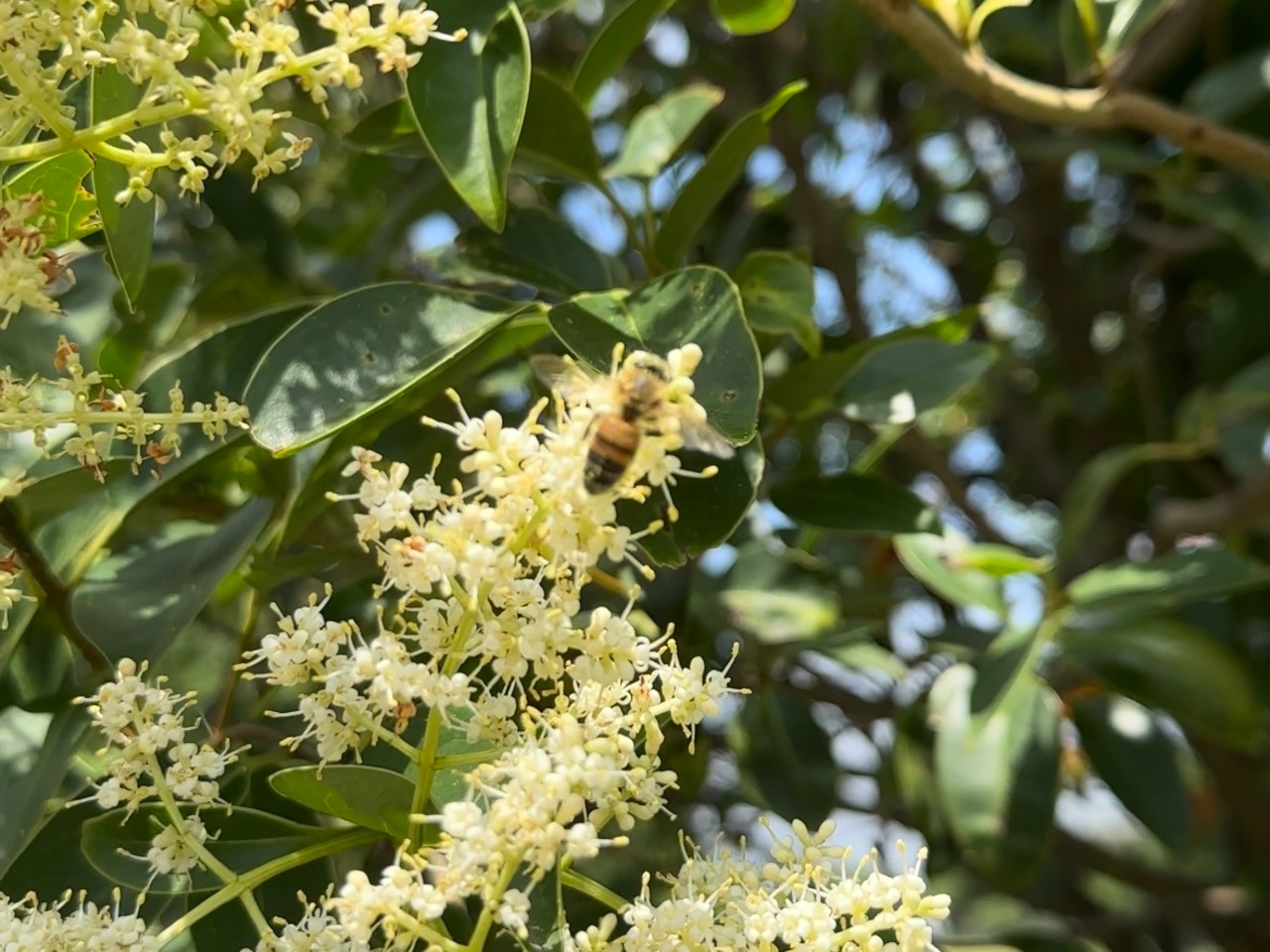 【国産・完全非加熱】ヤシと夏の花々の生はちみつ｜純粋はちみつ 520g