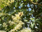 【国産・完全非加熱】ヤシと夏の花々の生はちみつ｜純粋はちみつ 520g