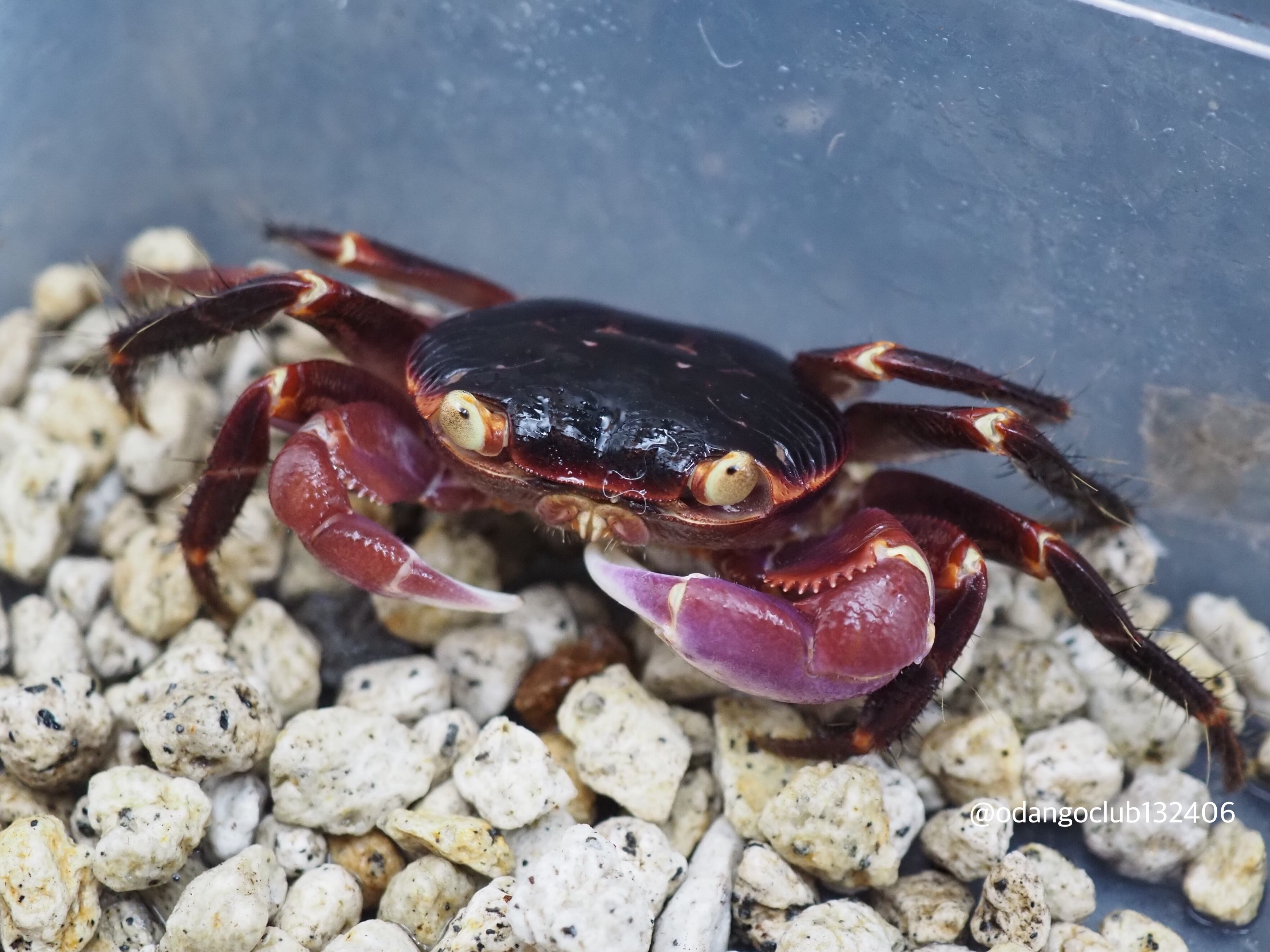 ニジイロゴキブリ 大小10匹以上 飼育ケース付き 副業向け