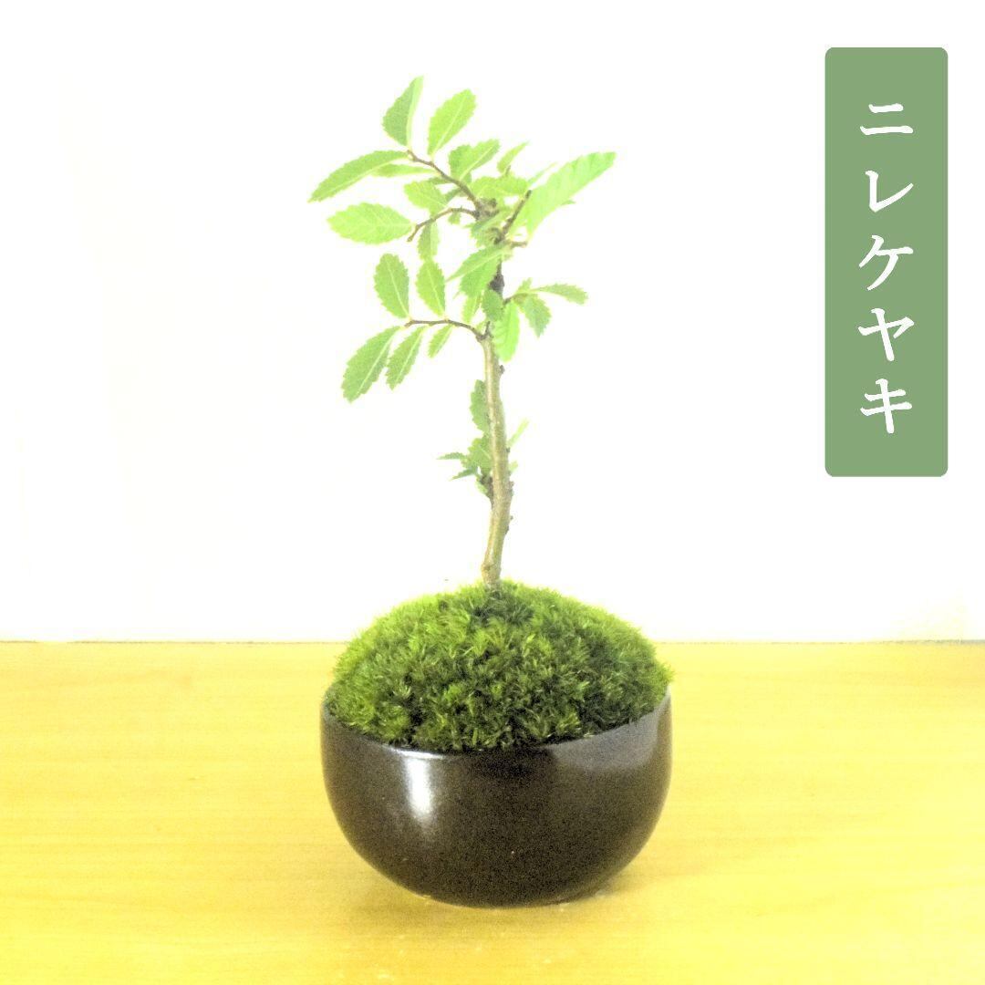 鹿子木楓（カラコギカエデ）盆栽 SS003 鹿子木楓(カラコギカエデ)盆栽