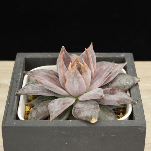 クライギアナ　チワワ（実生）01