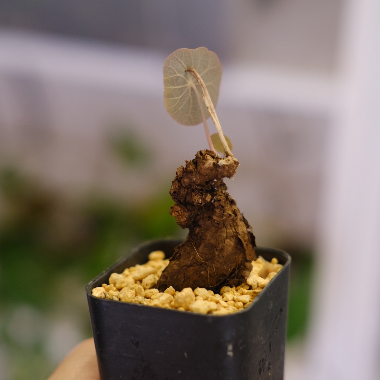 Stephania kaweesakii / ステファニア カウィーサキ㊼/ 観葉植物