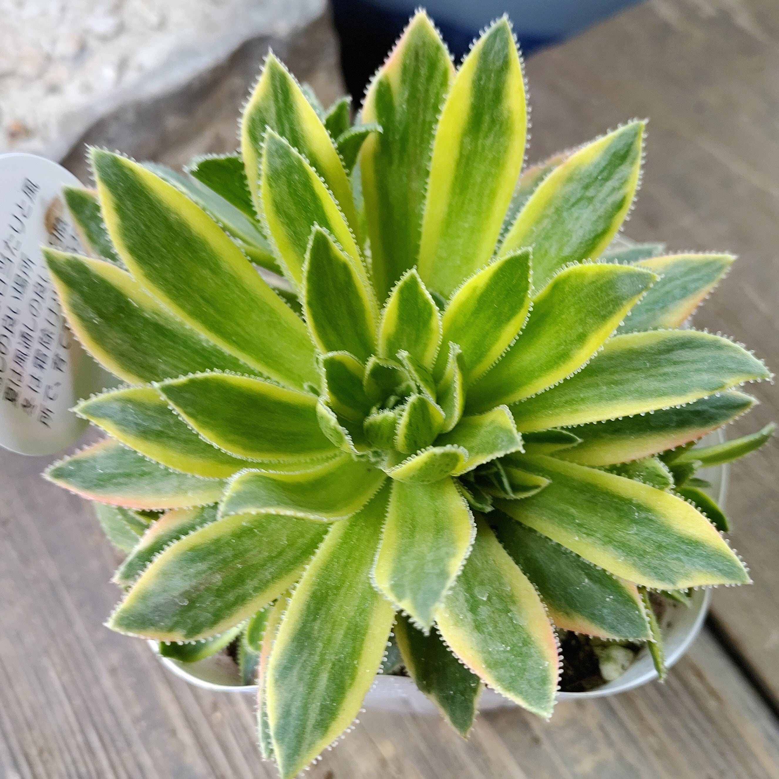 多肉植物アエオニウム錦❤シムシー錦❤️状態図 シムシー錦(アエオニウム) | RuPo 多肉植物専門店