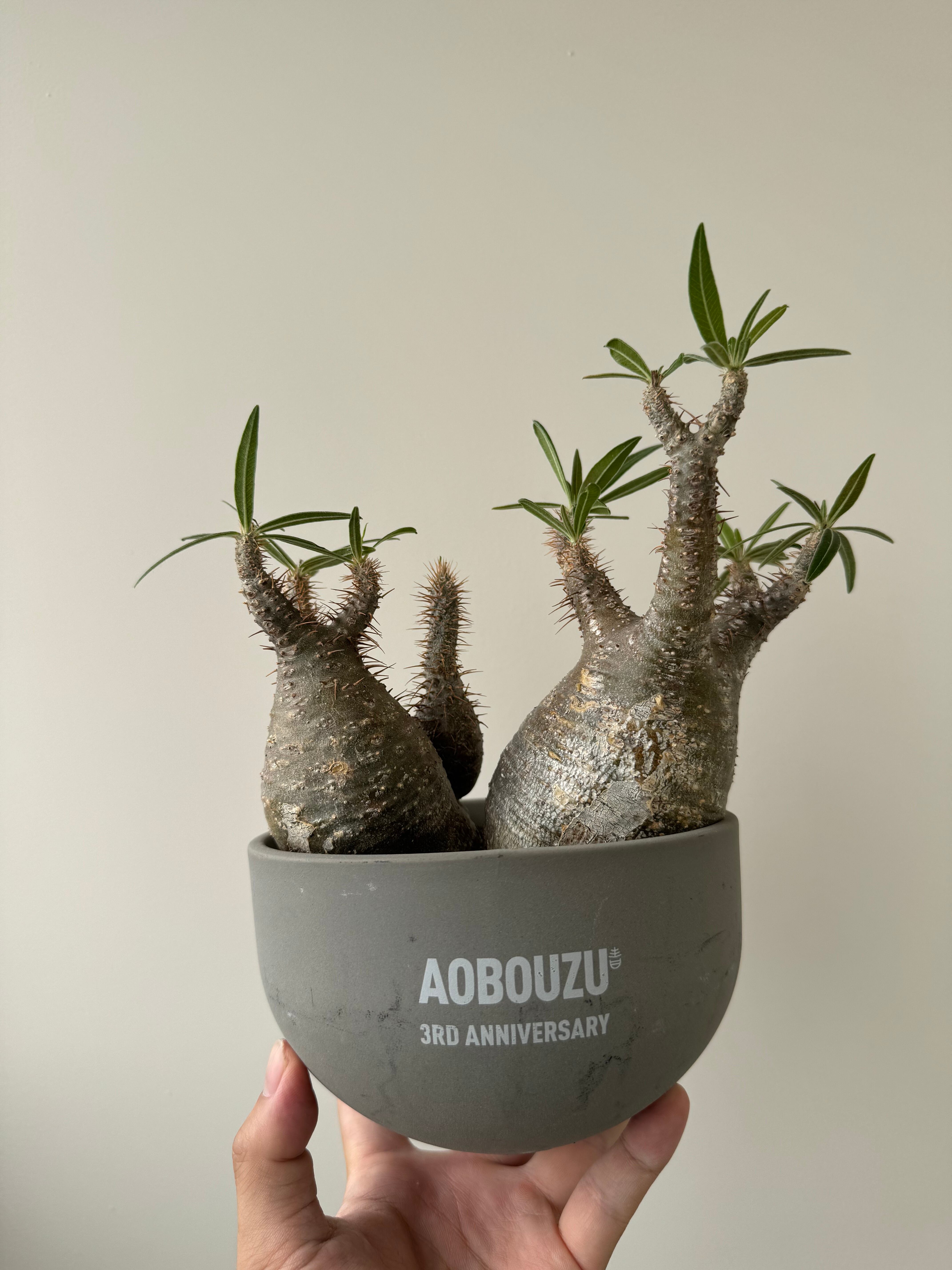 極上品】Pachypodium gracilius【ダブルヘッド家族グラ 極上品】Pachypodium gracilius【ダブルヘッド家族グラ