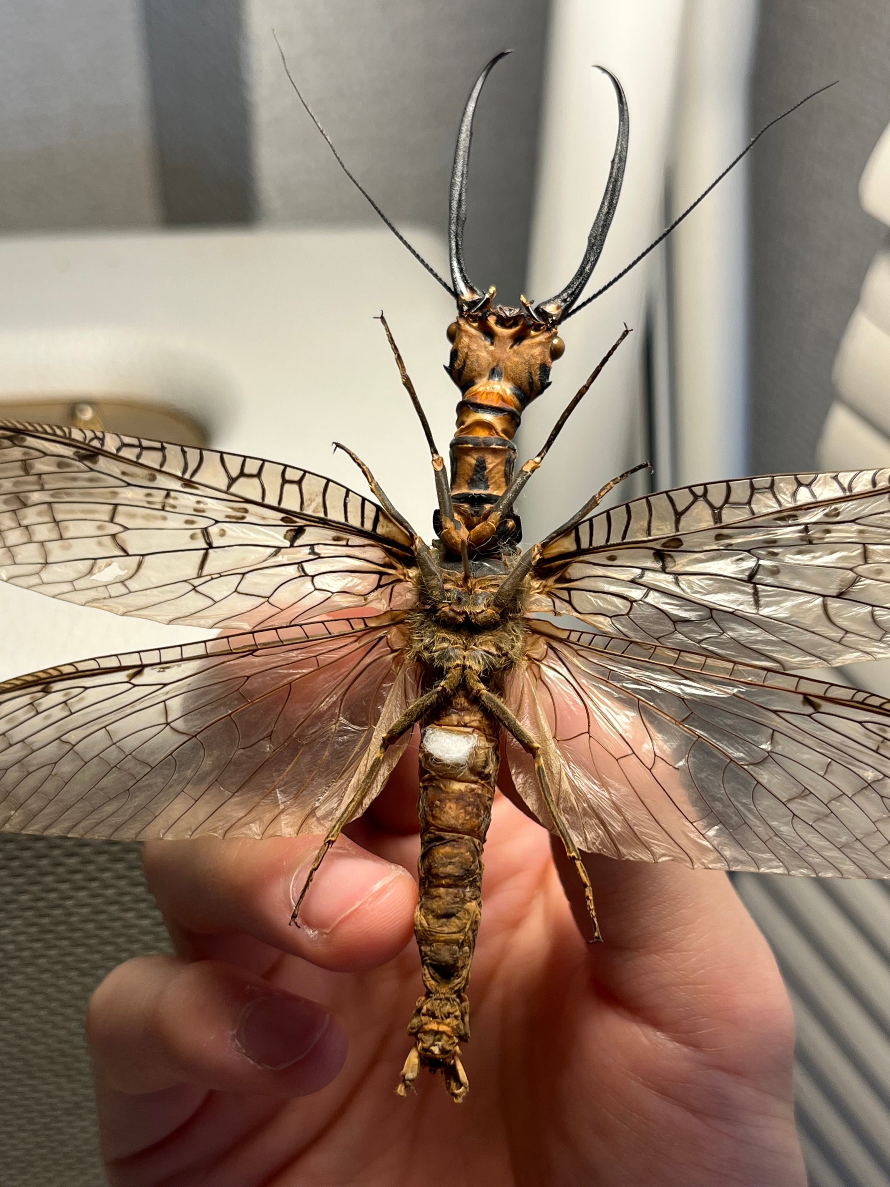 蜻蛉希少種】キマダラオオキバヘビトンボ オオアゴヘビトンボ 昆虫標本