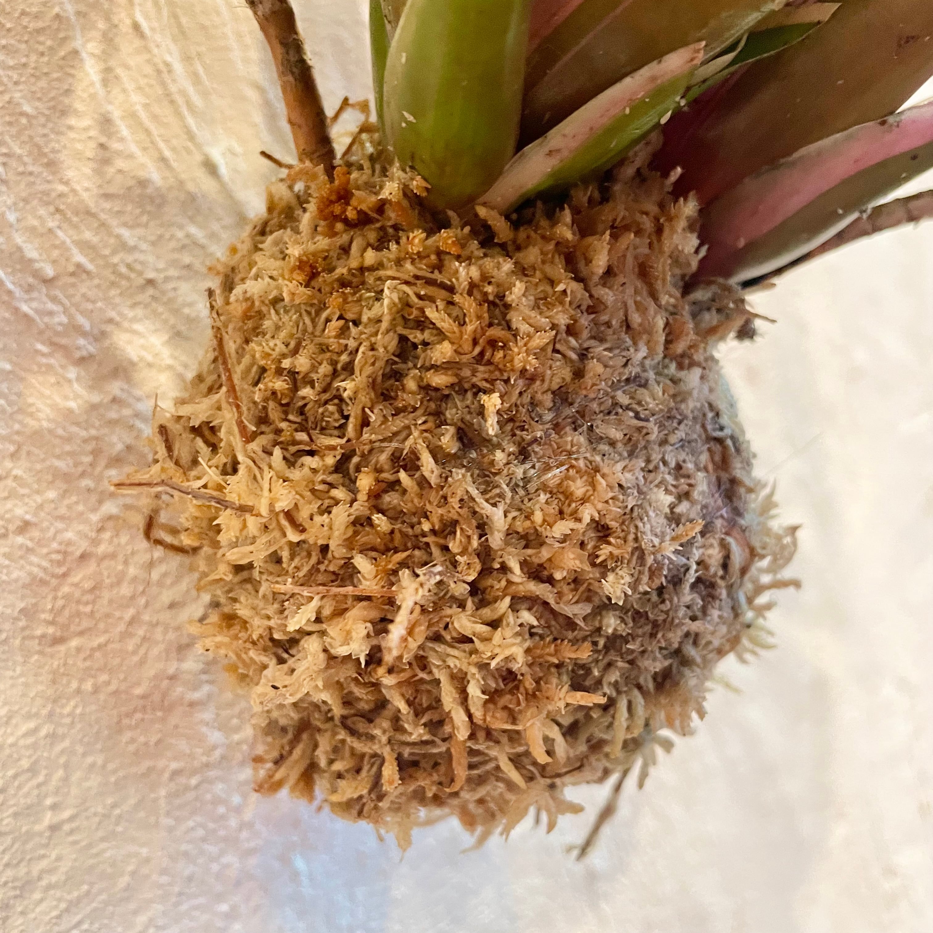 観葉植物 ネオレゲリア・ファイヤーボール 吊り玉 | Plants 観葉植物 ネオレゲリア・ファイヤーボール 吊り玉 | Plants