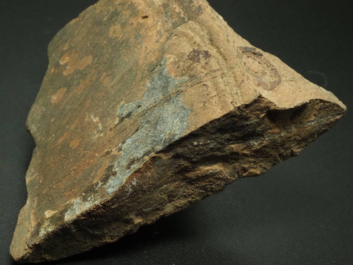 甲冑魚の化石【板皮類】【モデル付き】モロッコ王国産/ダンクルオステ