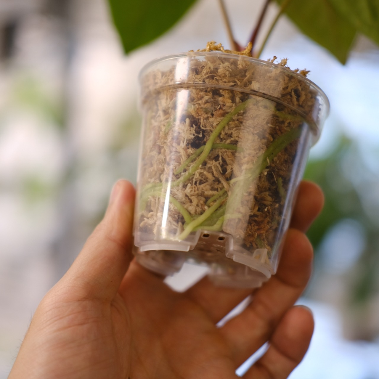 【希少】Anthurium Ace of Spades / アンスリウム エース オブ スペード⑥│観葉植物