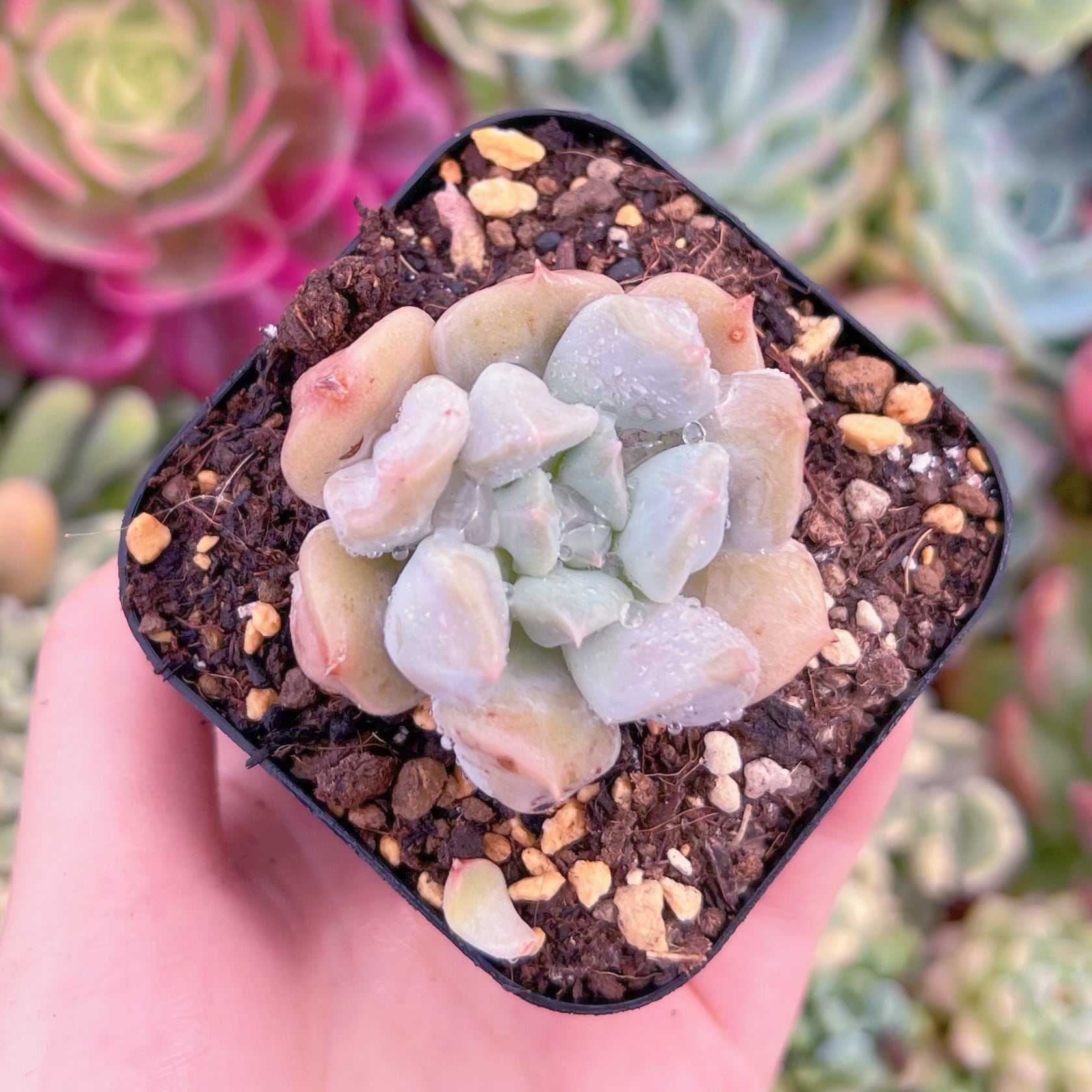 現品　ミルキーウェーブ#C01　るる農園