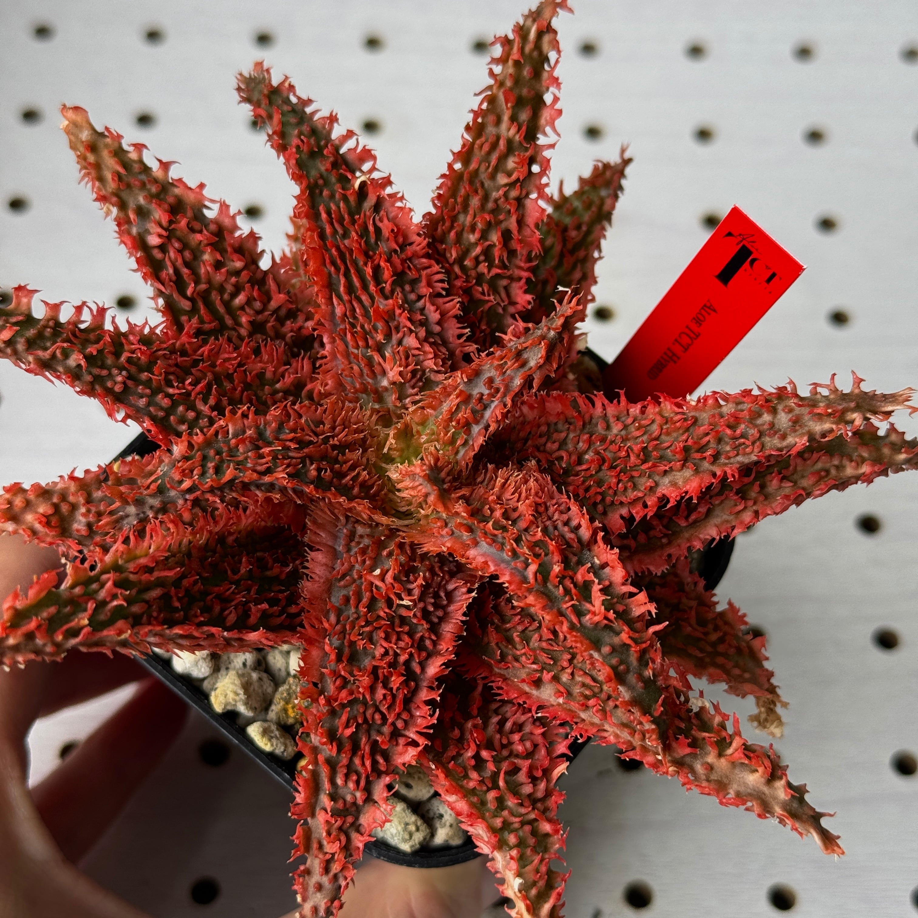 アロエ TCT ハイブリット “選抜個体” 「Aloe Hybrid “Select