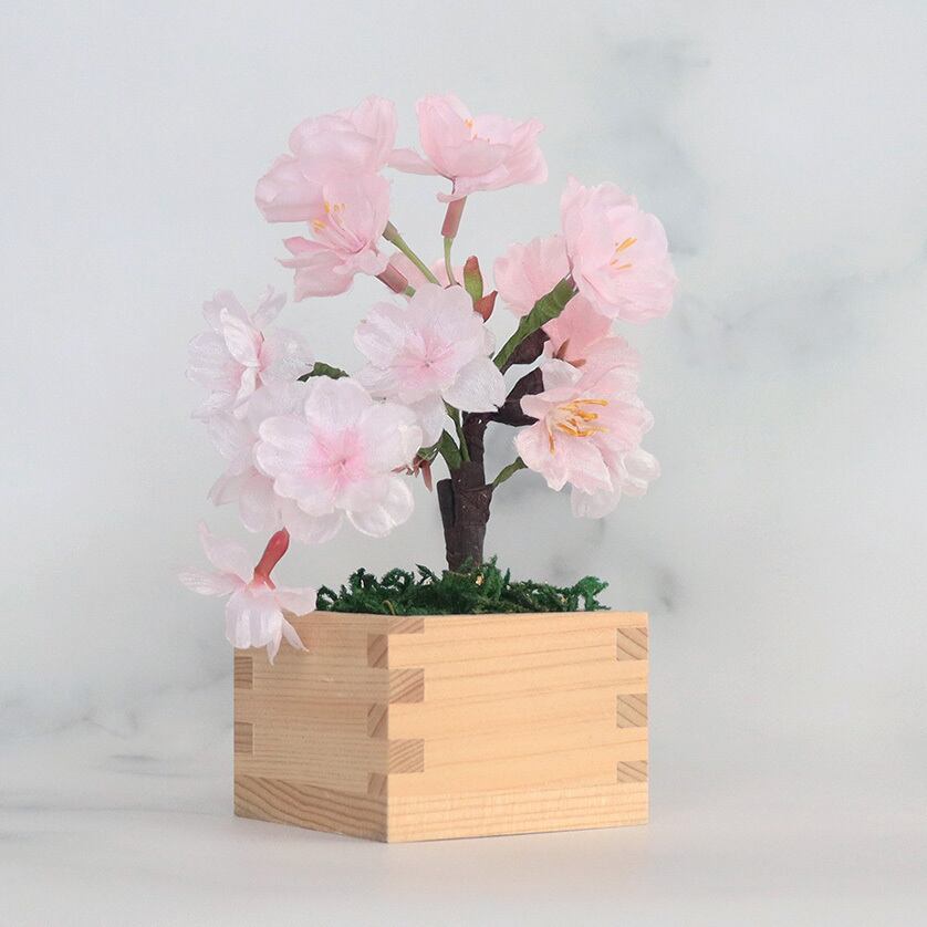 ミニ盆栽＞枡入り桜 雅・MIYABI 日本の春を永遠にお届けします | hana