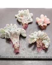 カット苗 フロスティ 綴化 Echeveria 'Frosty Crested'