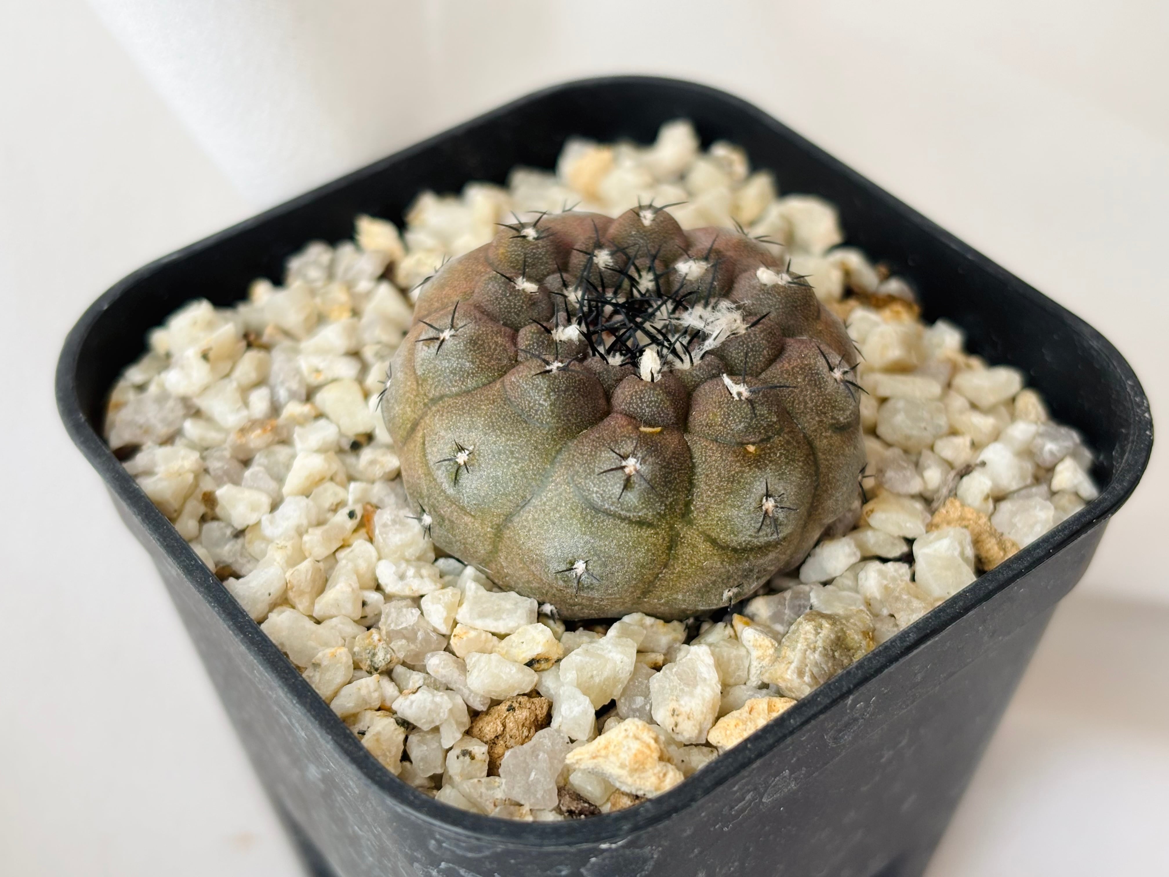 Copiapoa hypogaea コピアポア ヒポガエア サボテン | plants MARU