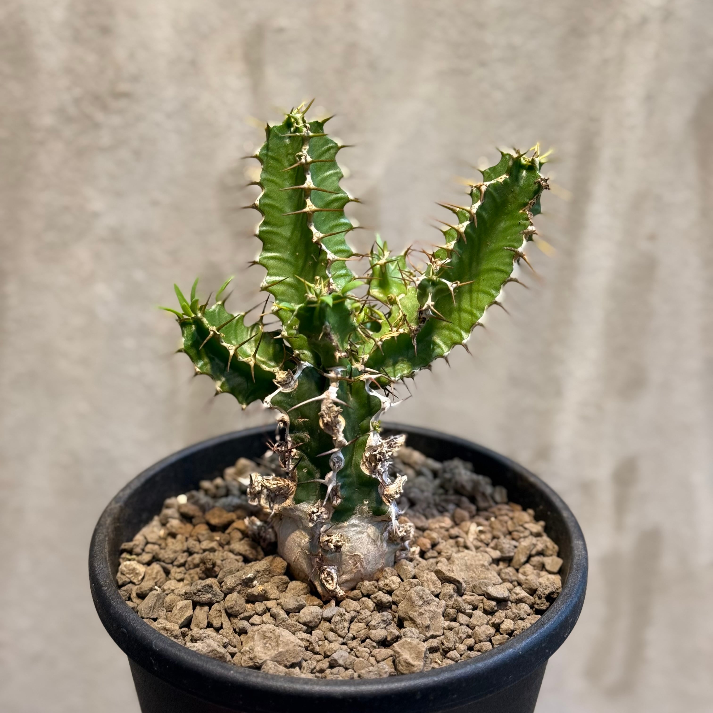 植物】ユーフォルビア ムランジーナ 良型 実生株< 2 > Euphorbia