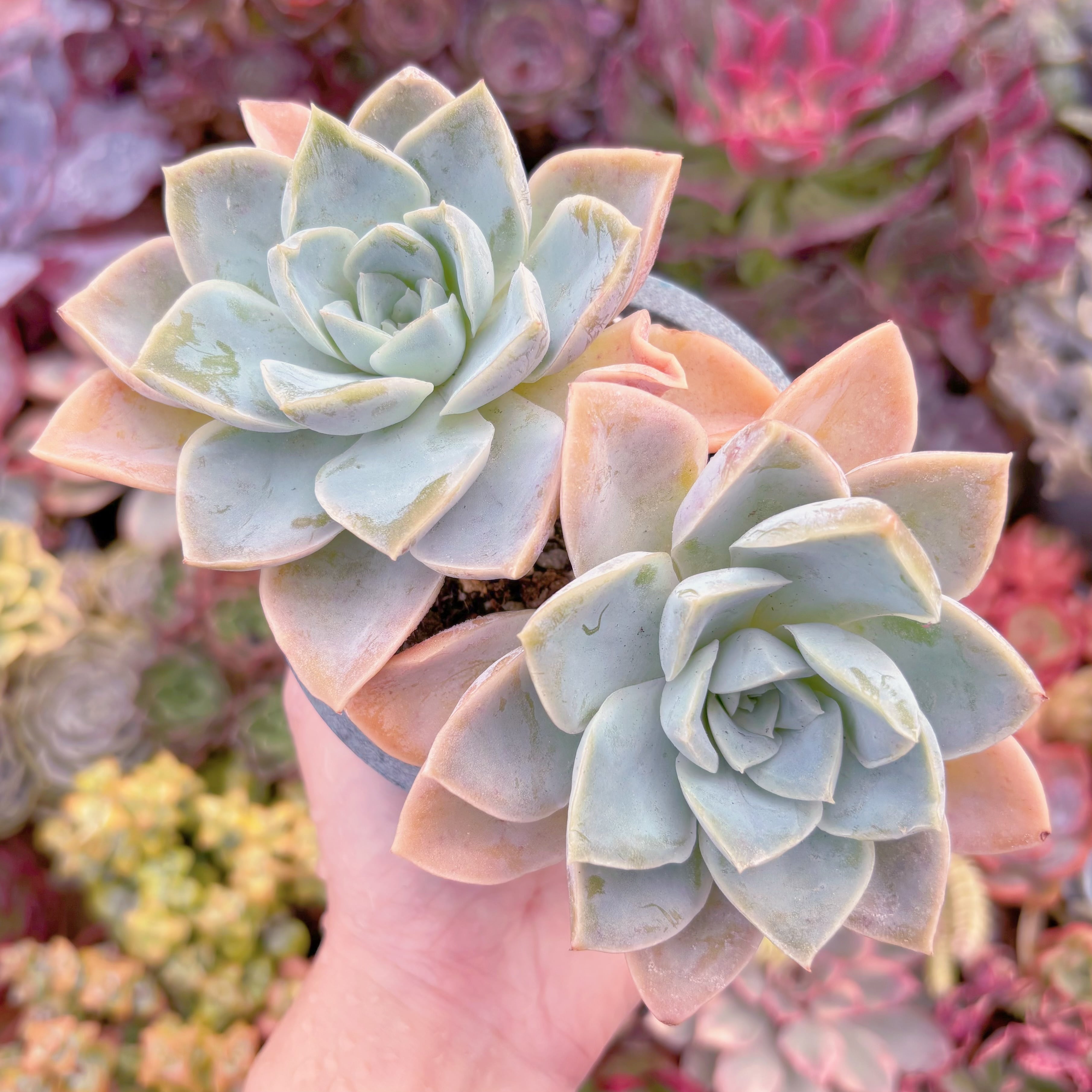 現品　ラブリーローズx白牡丹#829　るる農園