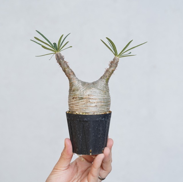 パキポディウム グラキリス no.6〈発根済み〉