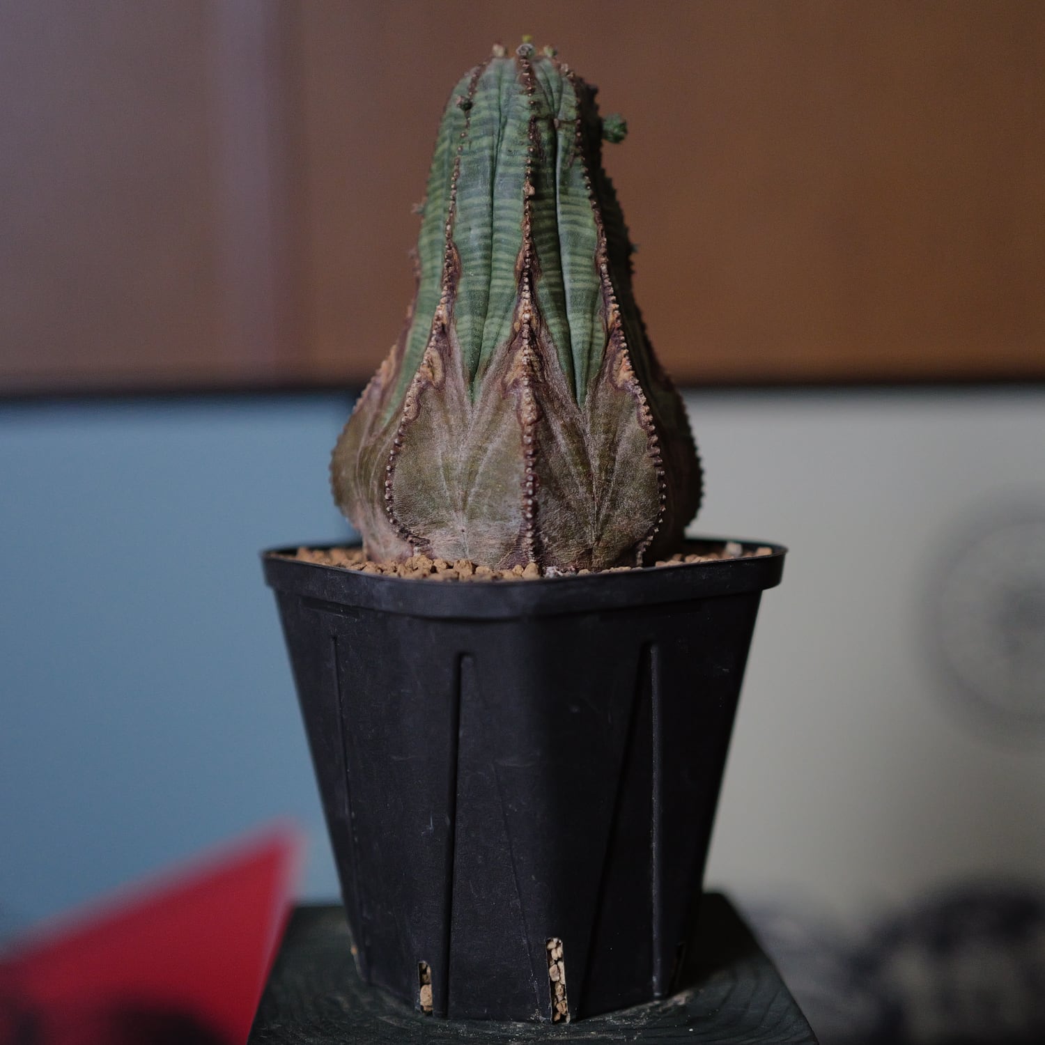 オス株 木質化 ラギット マウンテン オベサ / ユーフォルビア