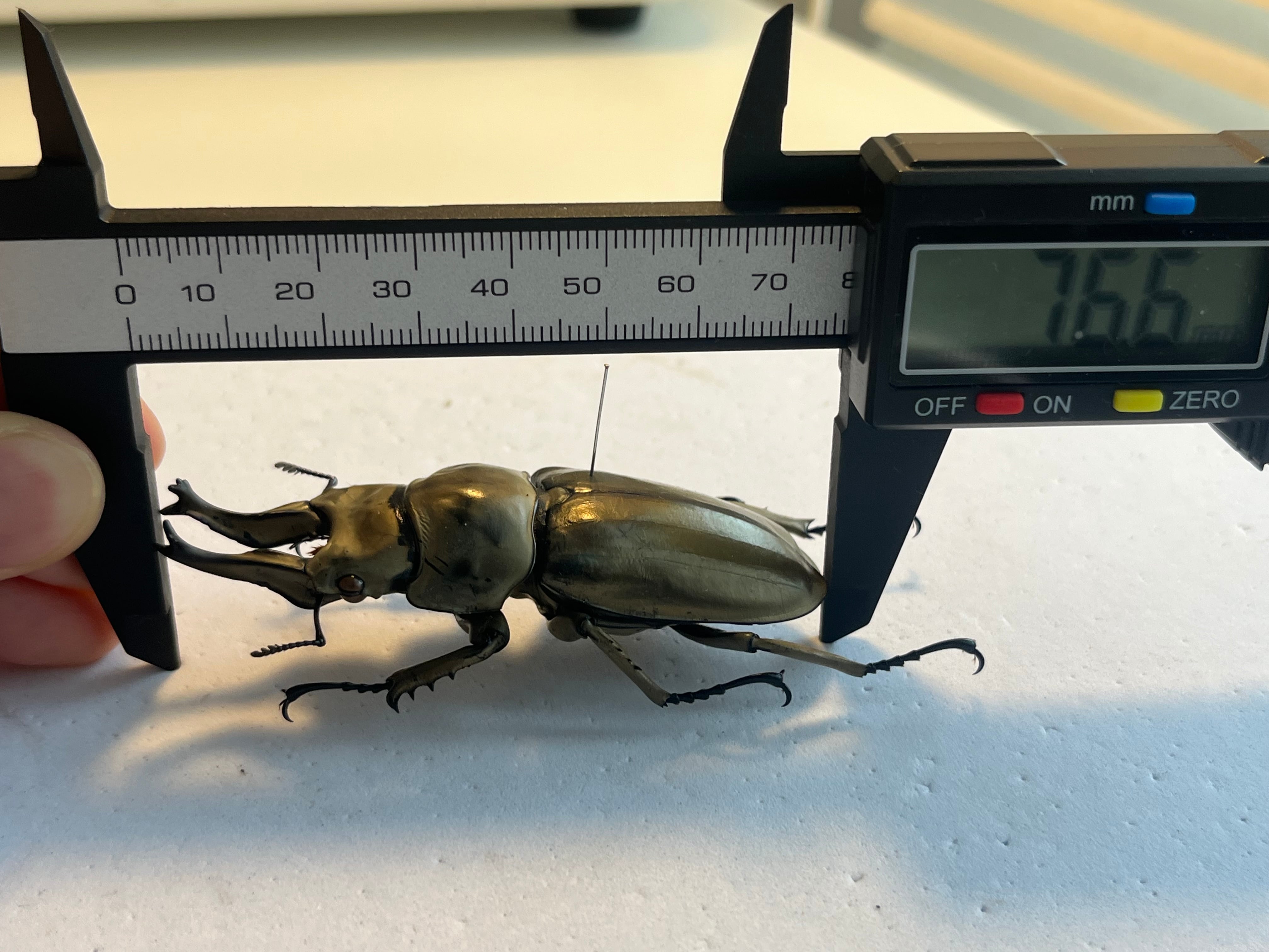 WC76mm】ローゼンベルグオウゴンオニクワガタ Allotopus タランドゥス