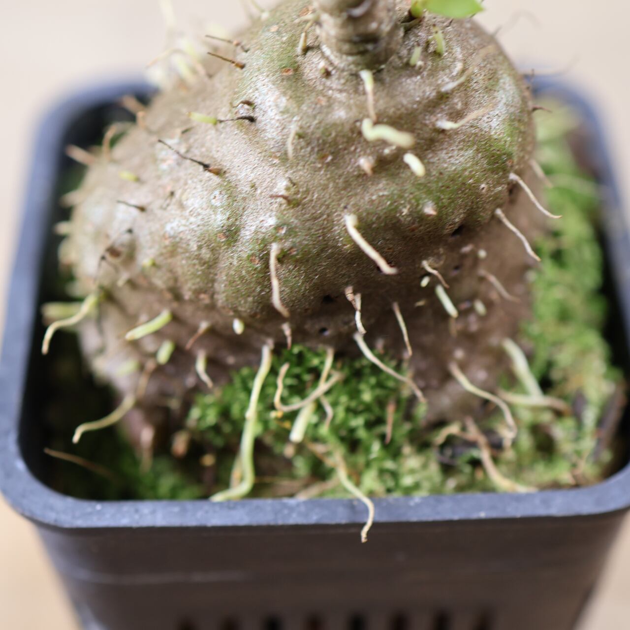 202 『アリ植物 アンソリザ・ブラクテオサ Anthorrhiza bracteosa