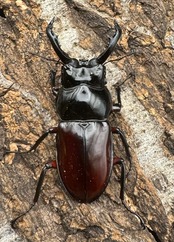 【WD】《オーベルチュールクロツヤシカ 50mm ペア》