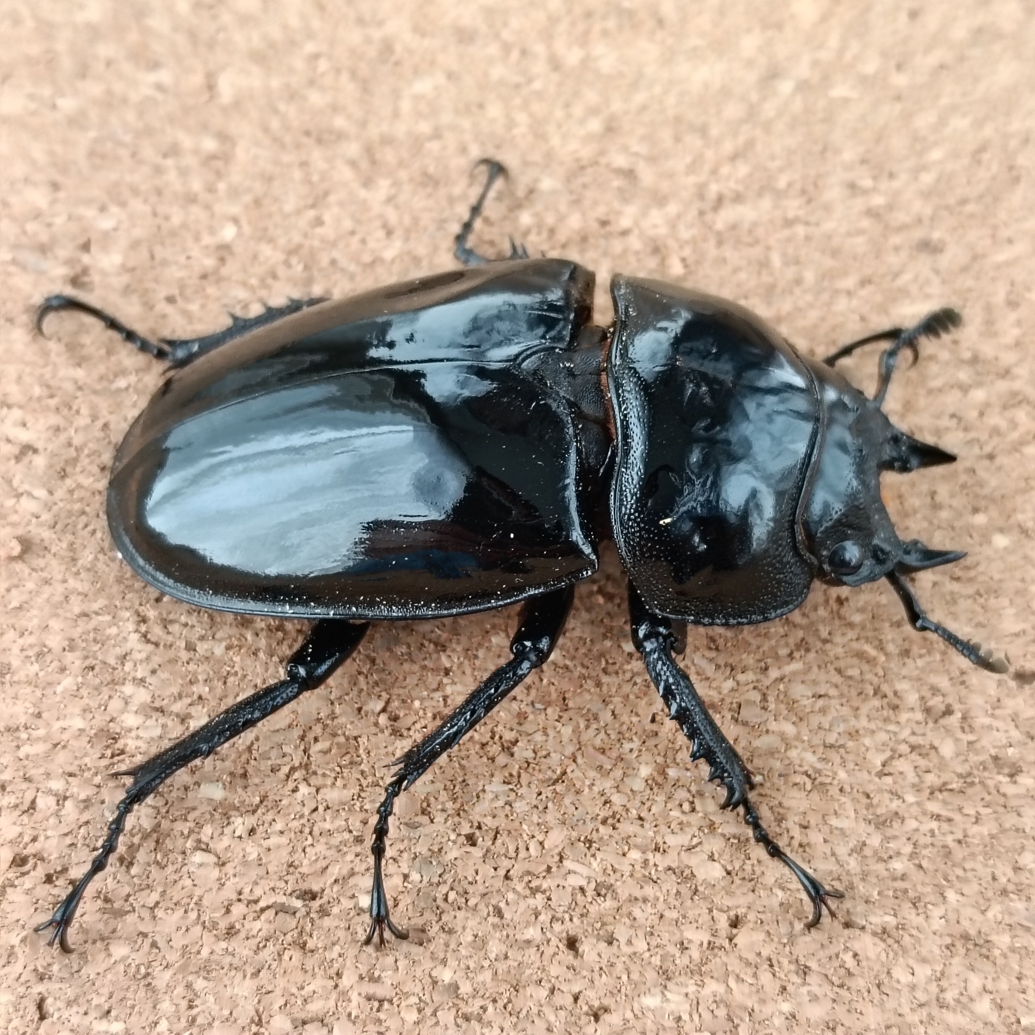 タランドゥスオオツヤクワガタ ♀ 48.8mm | カブクワショップ横浜