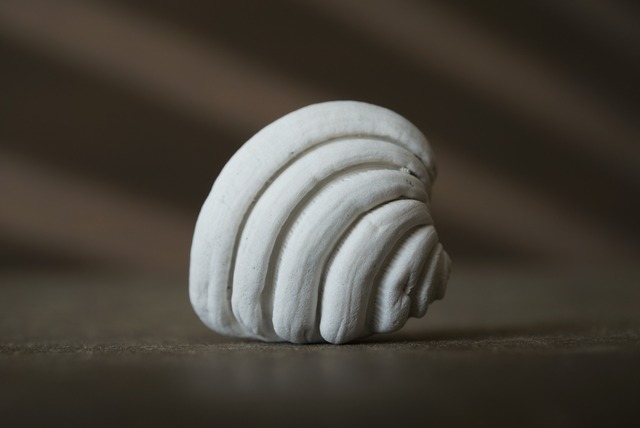 フロリダ産セキトリハナガイ化石　Lirophora latilirata 1527