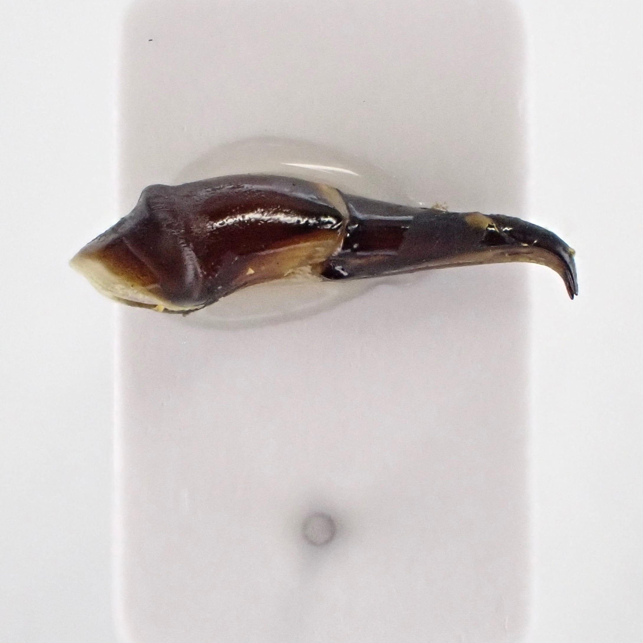 標本 Tanzania Heliocopris s.p 36mm 4dbc6cc3767fa65dd2857c6b6b5b57