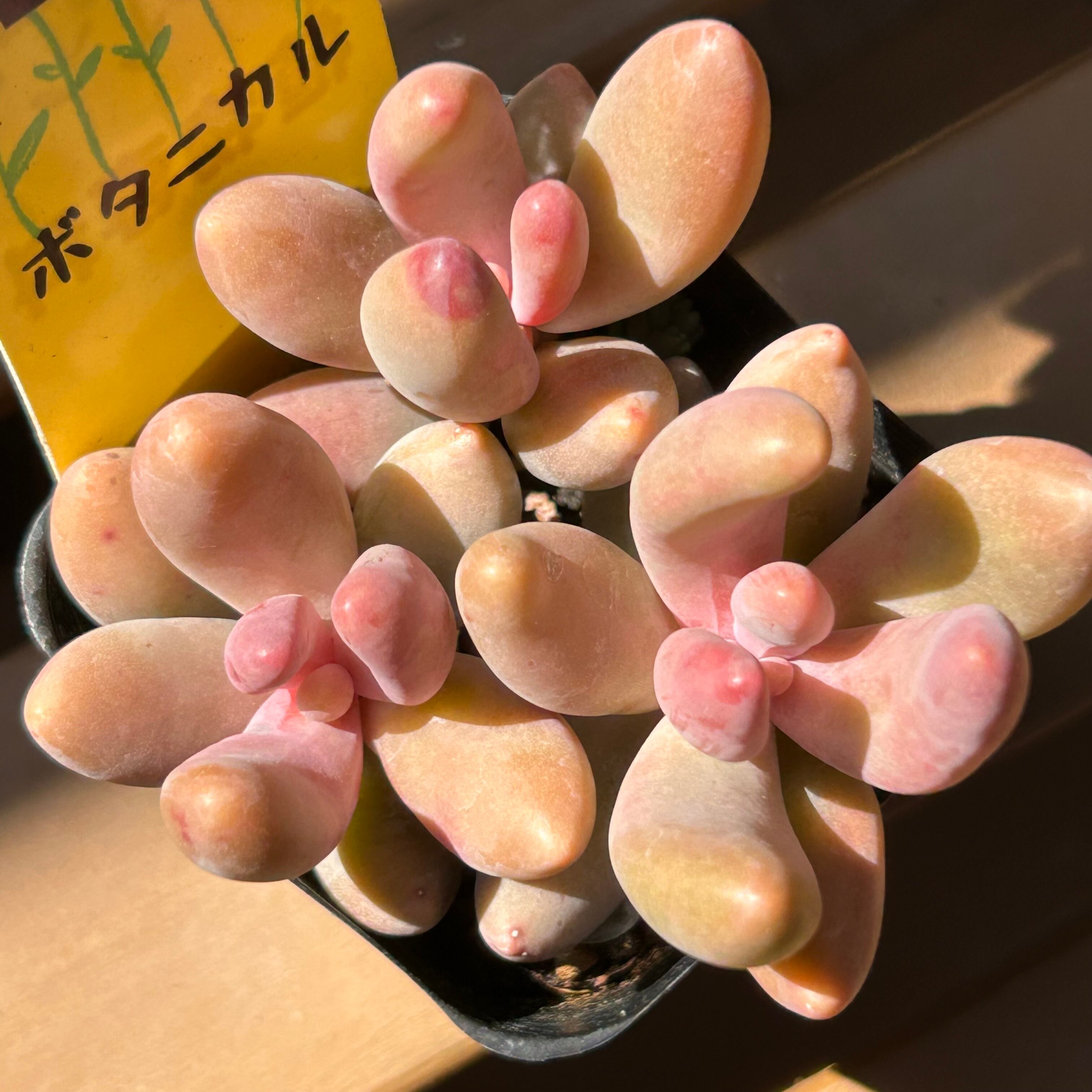 キャンディグレープ | RuPo 多肉植物専門店