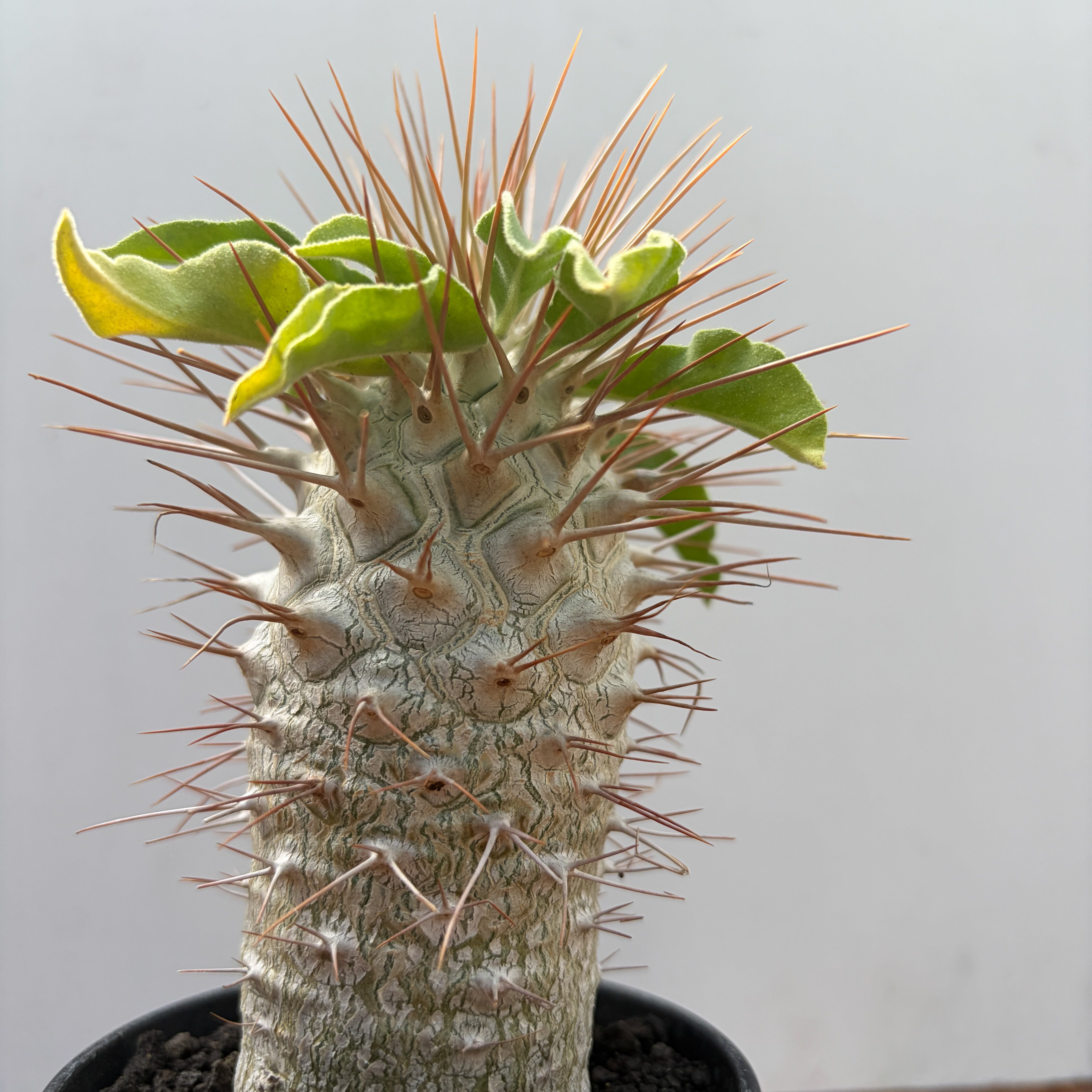 Pachypodium namaquanum【パキポディウム・ナマクアナム・光堂・実生