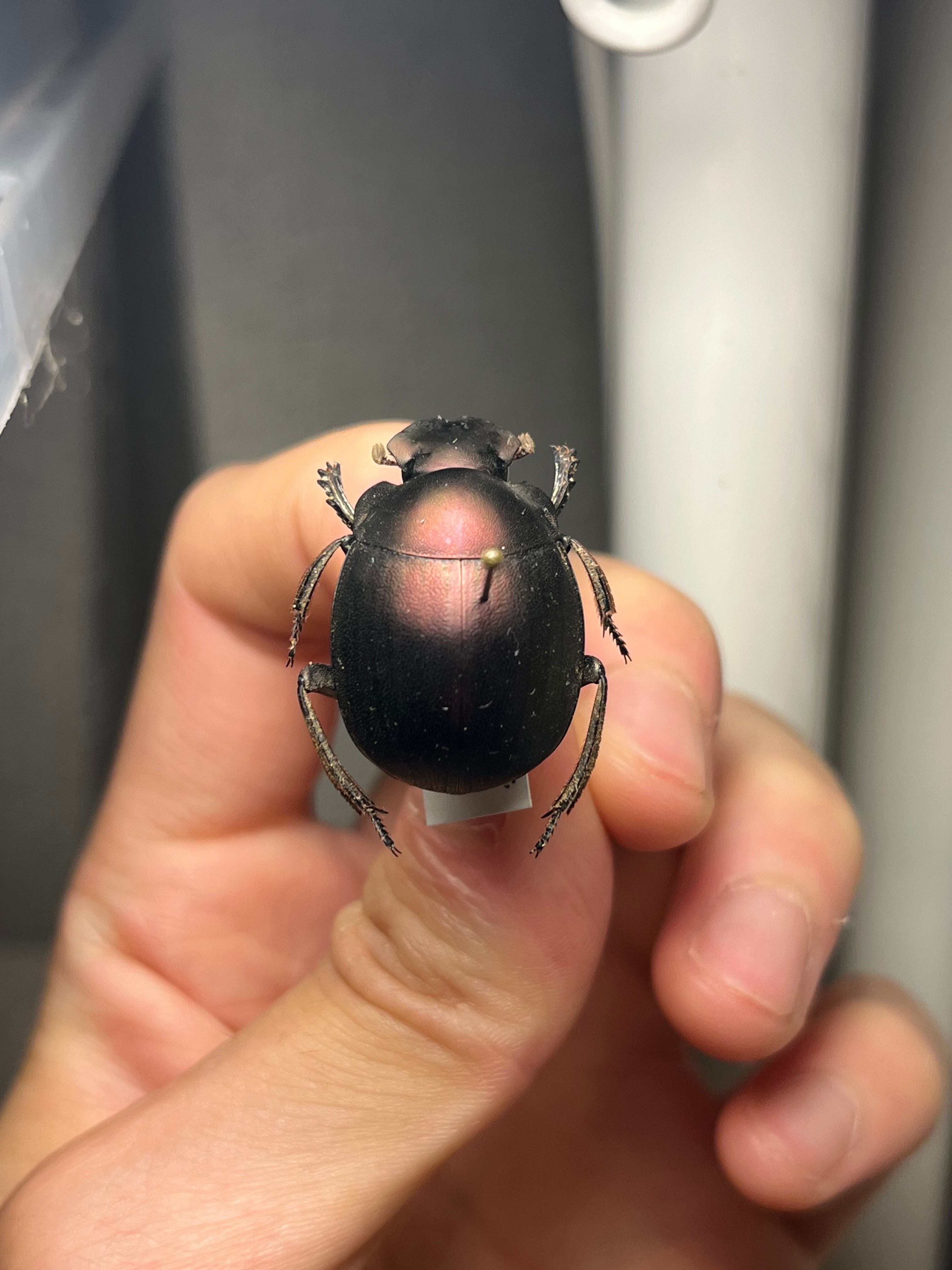26mm】プラムタマオシコガネ Chalconotusフンコロガシ糞虫