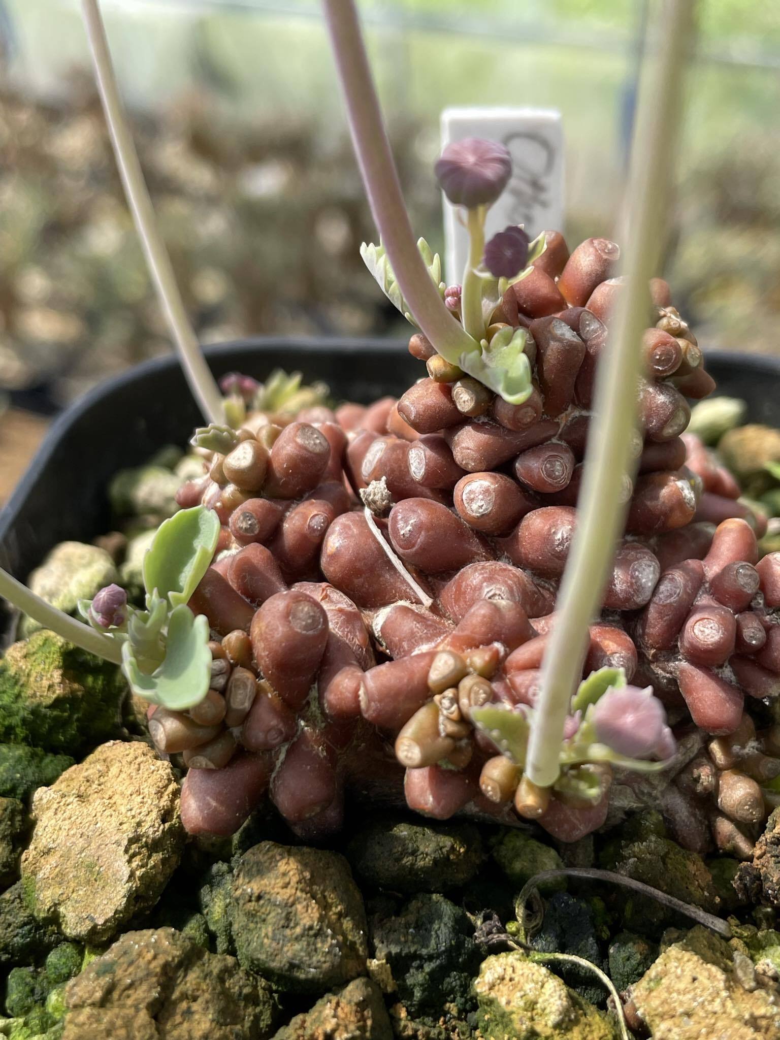 コレクション 現地株 オトンナ アルミアナ 管理5年目② コレクション 現地株 オトンナ アルミアナ 管理5年目② オトンナ