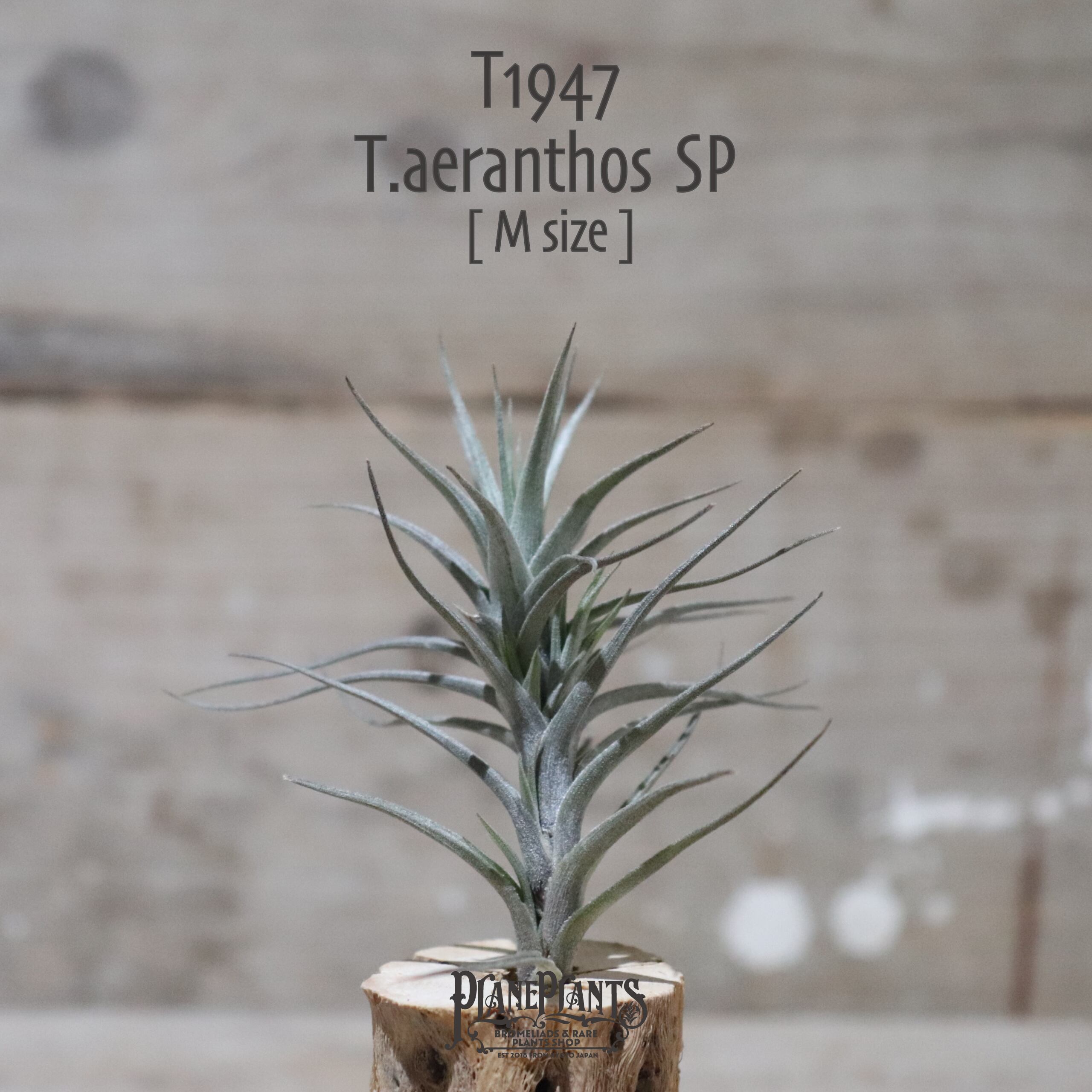 【送料無料】aeranthos SP〔エアプランツ〕現品発送T1947
