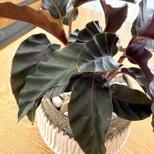 カラテア・ベルベットグローリー