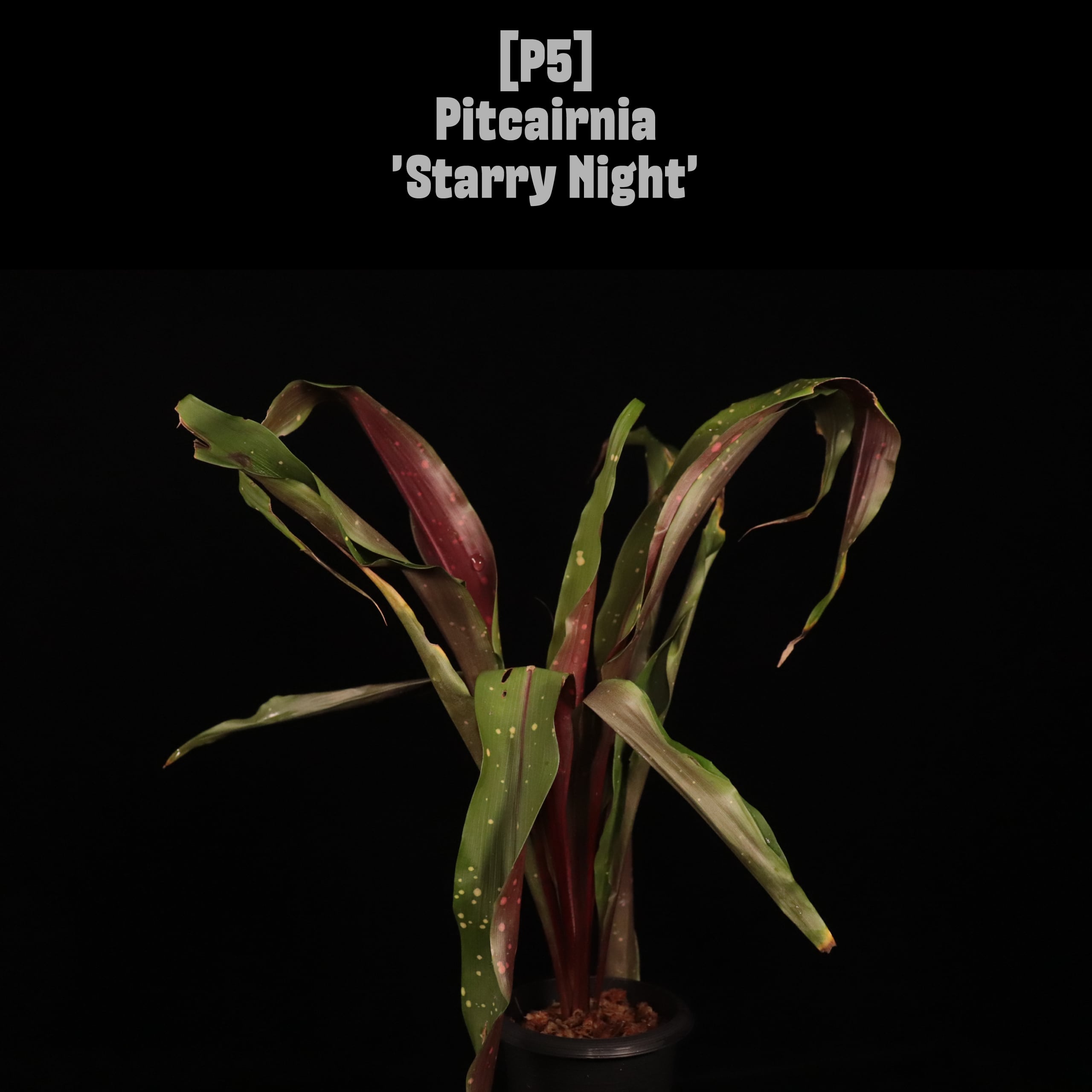 【送料無料】Pitcairnia 'Starry Night'〔ピトカイルニア〕現品発送P5
