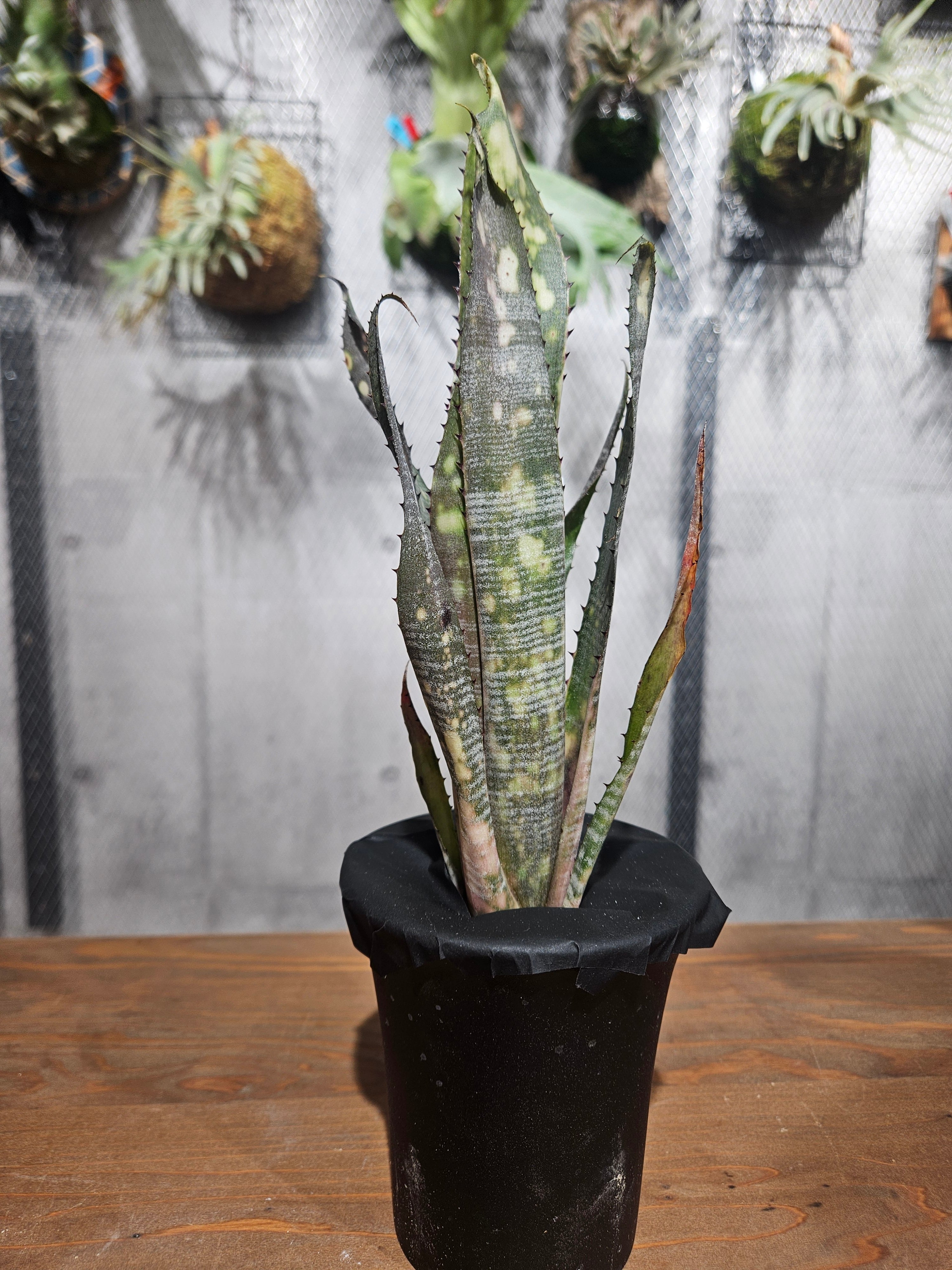 ビルベルギア | artPLANTs （アートプランツ）