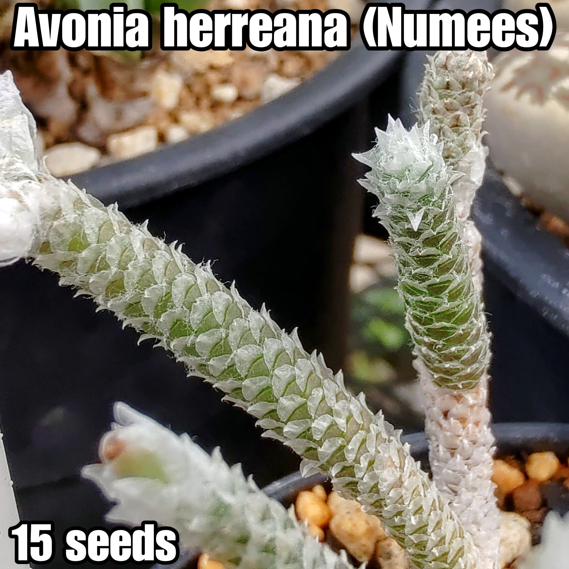 種子(少量パック)/15粒】Avonia herreana (Numees, RSA)/アボニア