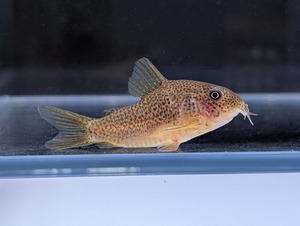国産コリドラス〝ゴールデンガラナ 1 匹〟Sロット(4cm前後) ※沖縄、離島発送不可