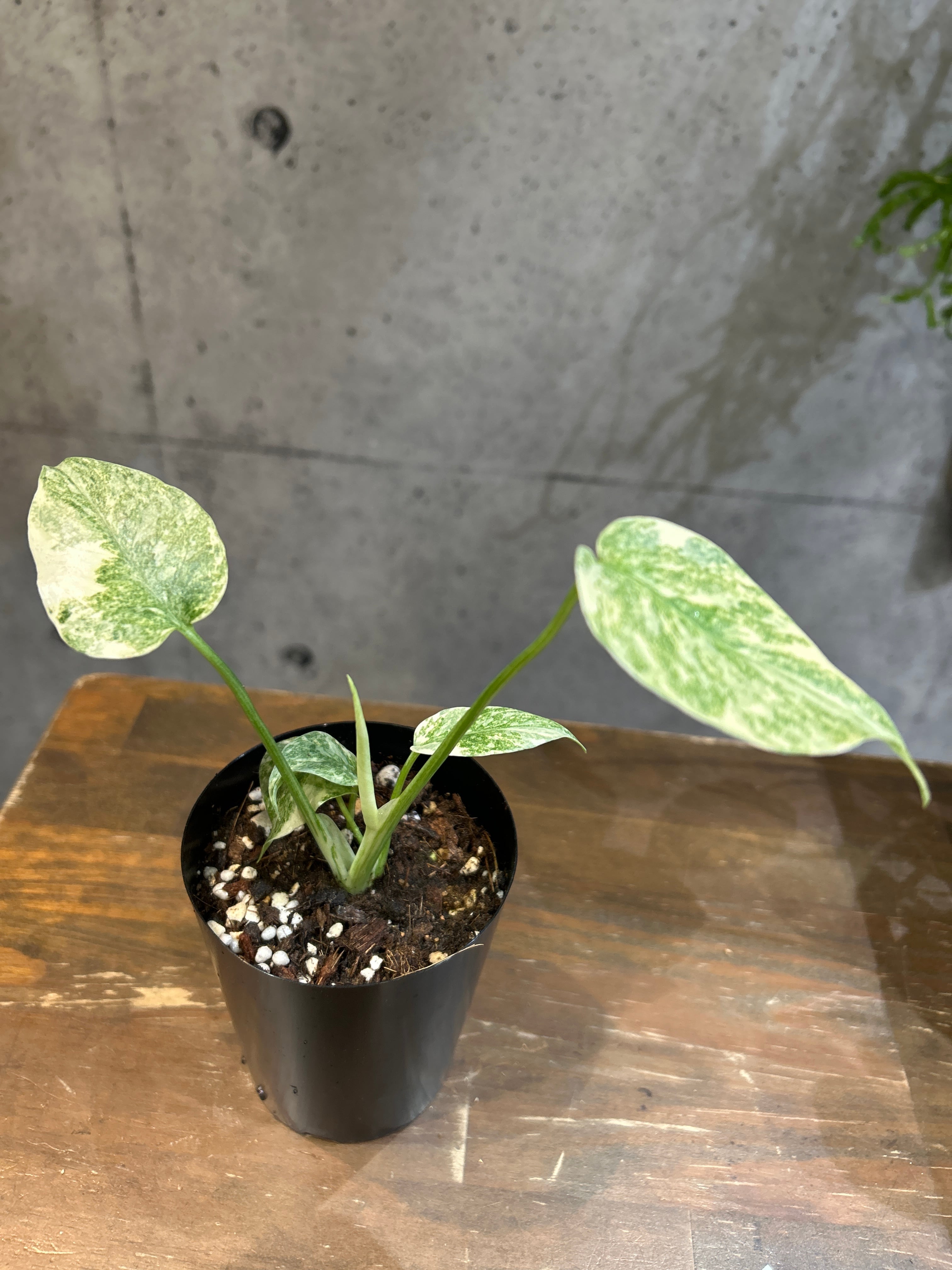 A モンステラ グリーンスノー | MIDORIYA 観葉植物専門店