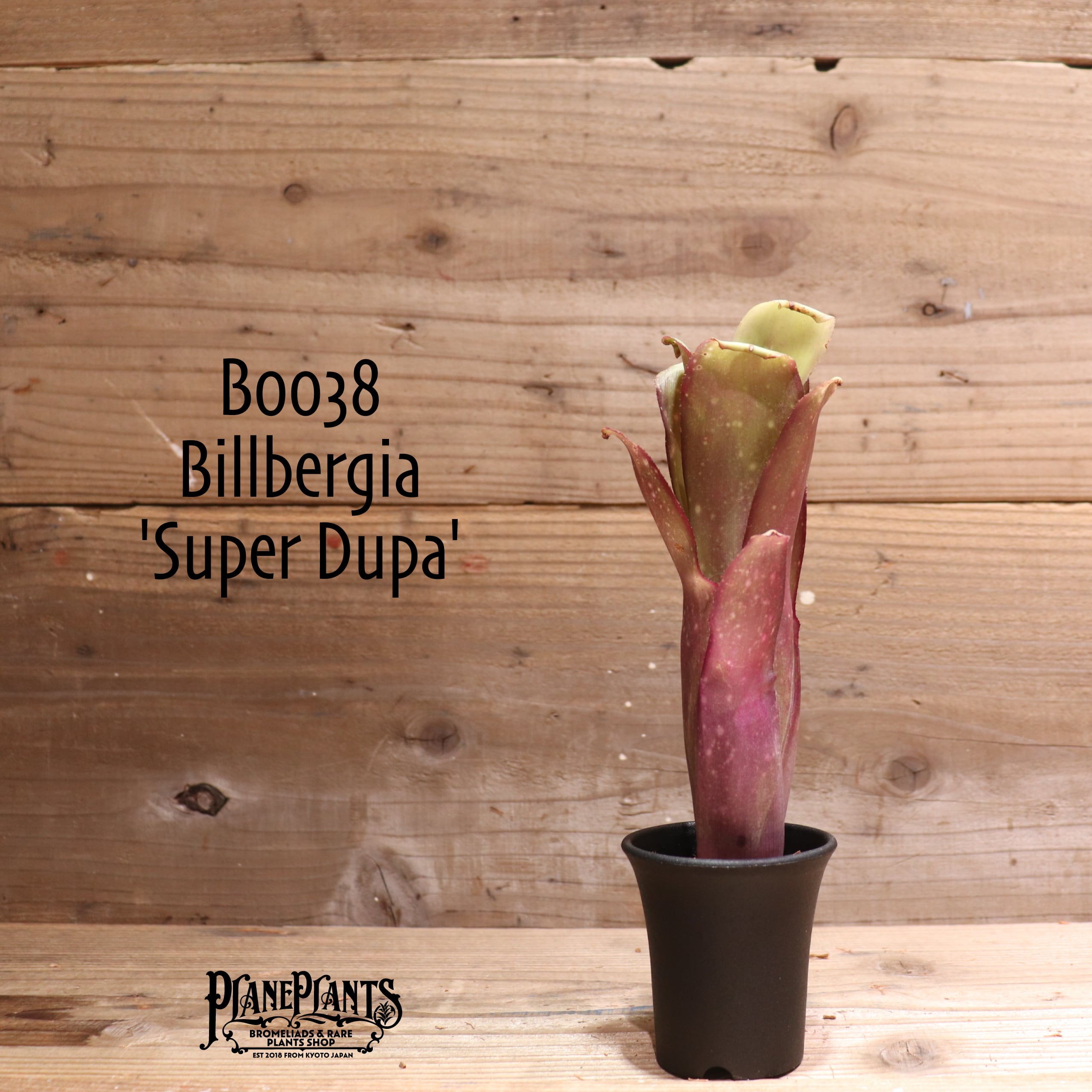 コレクション出品　超特大　ブロメリア　ビルベルギア　sp 群生株　鉢のまま発送 コレクション出品 超特大 ブロメリア ビルベルギア sp 群生株 鉢