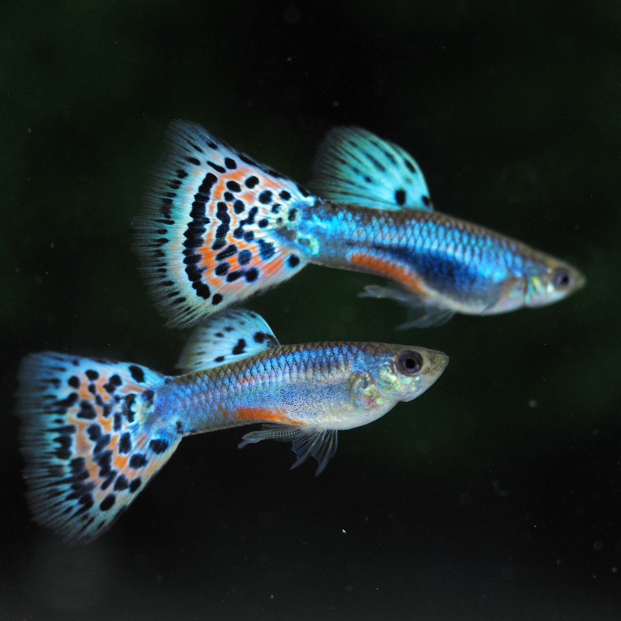 ラズリーレッドグラス　若魚1ペア＋おまけ1ペア