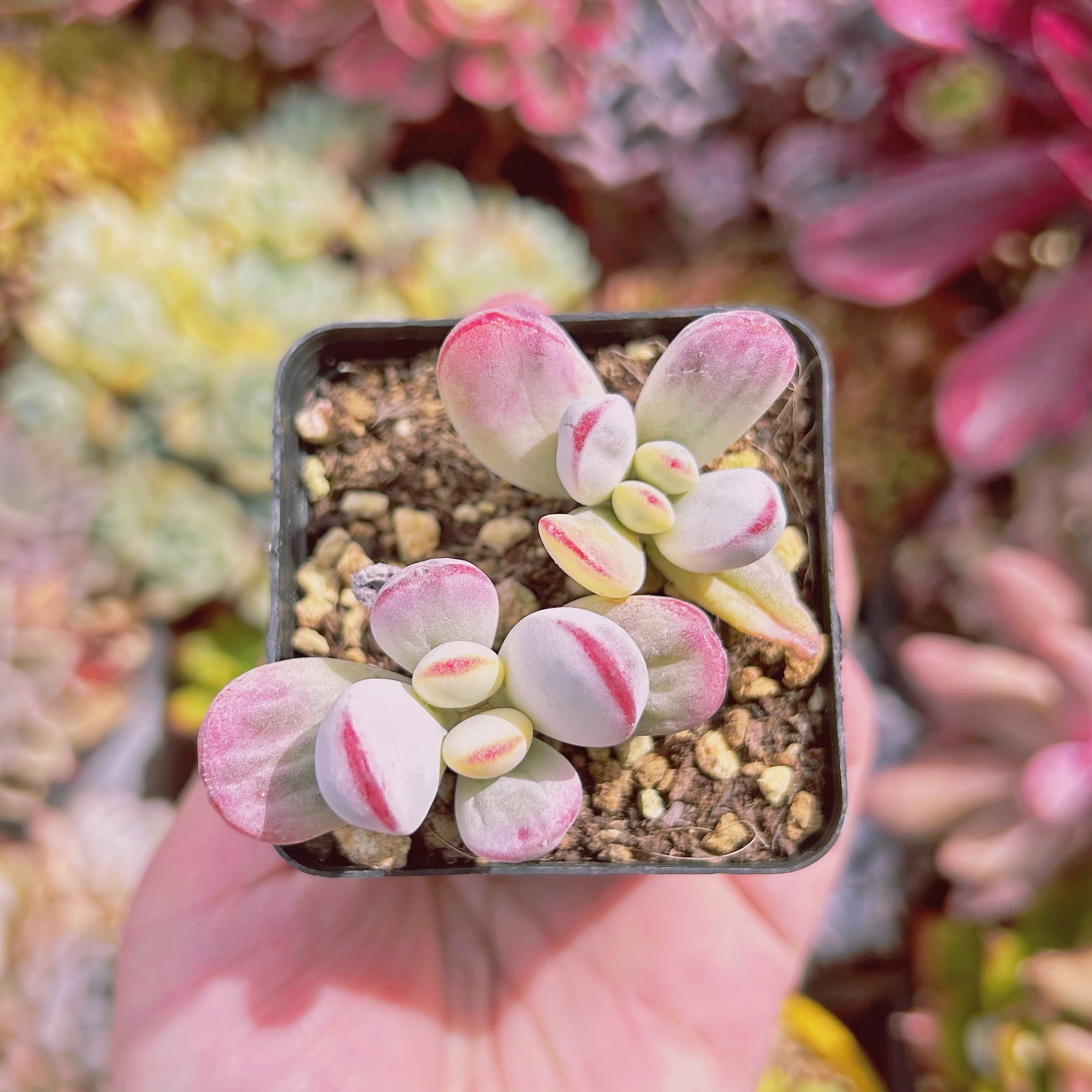 #779現物　多肉植物　達磨福娘錦　2抜き苗