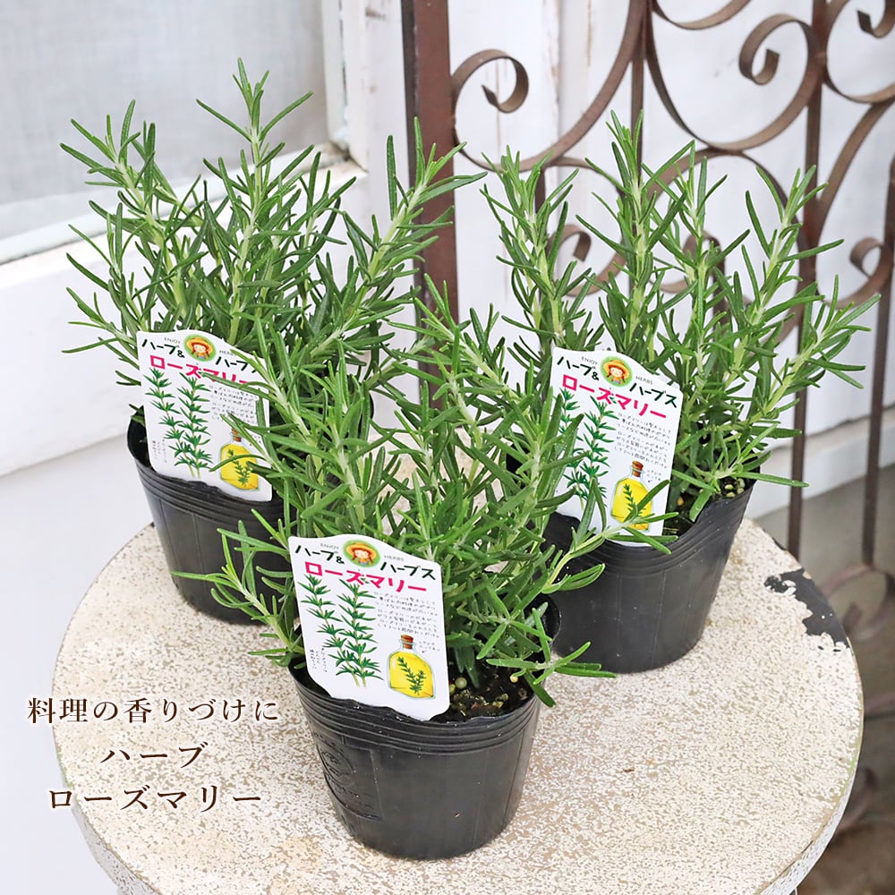 ハーブ苗 ローズマリー 3号 常緑 多年草 立性 庭 香り 料理 丈夫