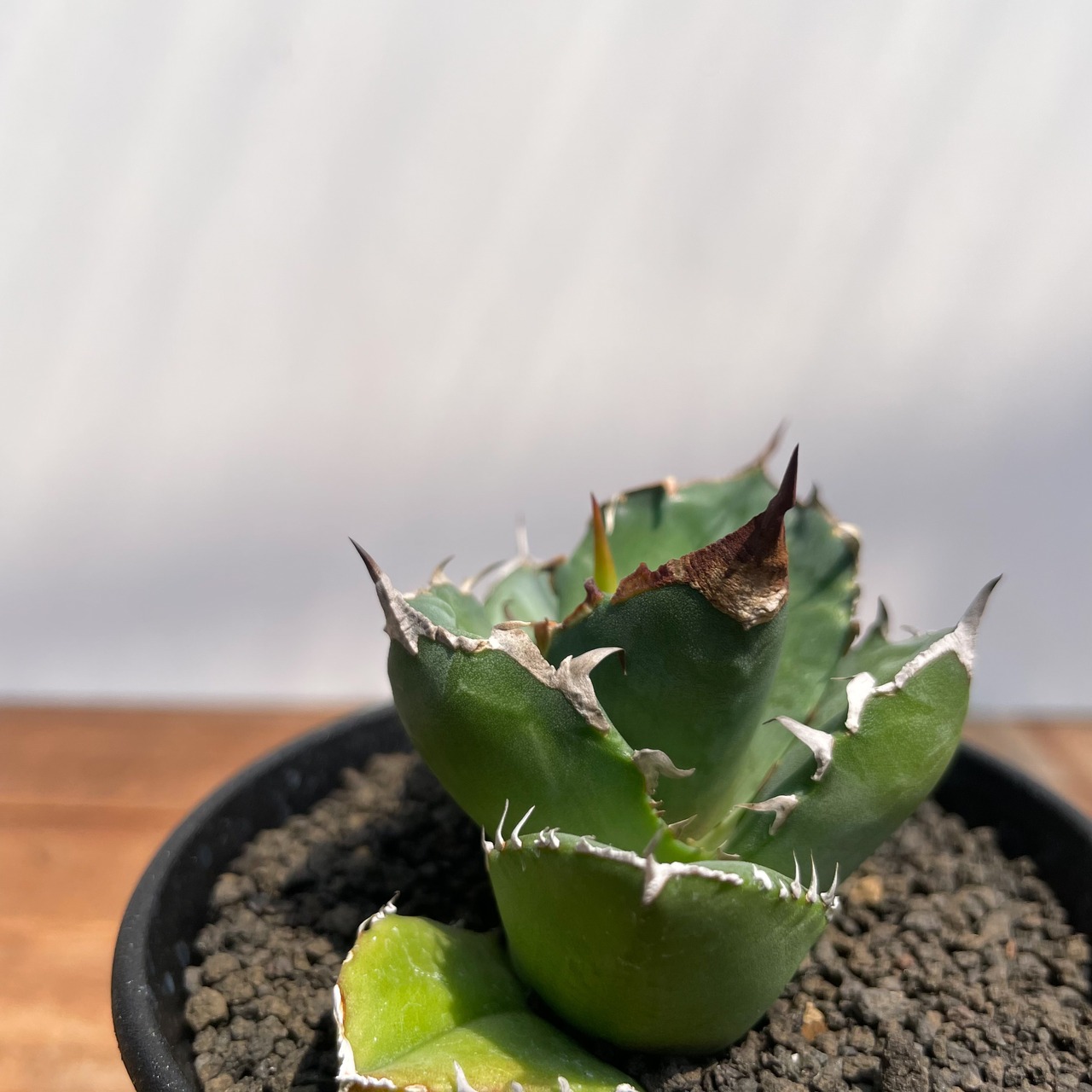 Agave titanota "triceratops"【アガベ・チタノタ・トリケラトプス】