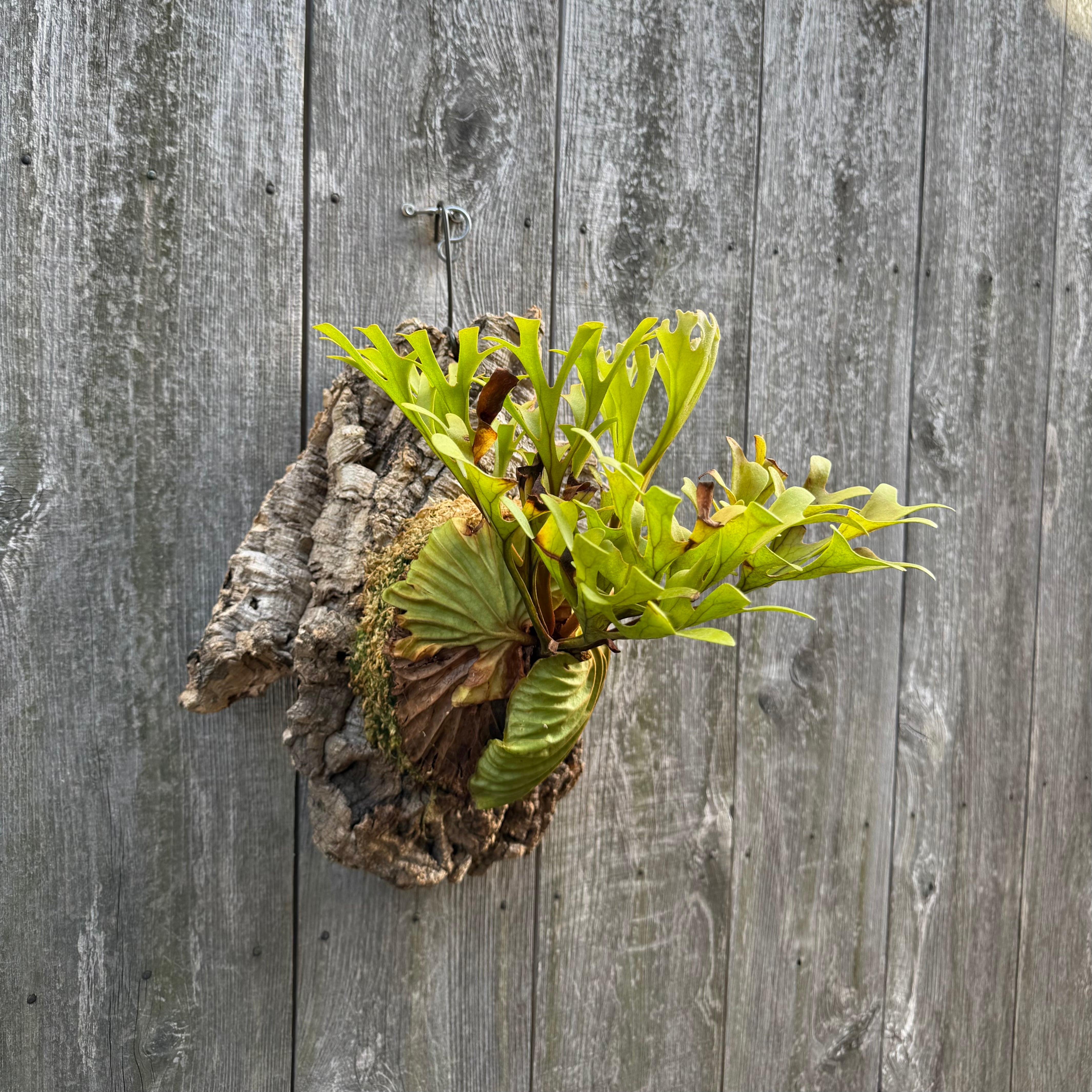 P.Triceratops (三角龍) pup | naturefix